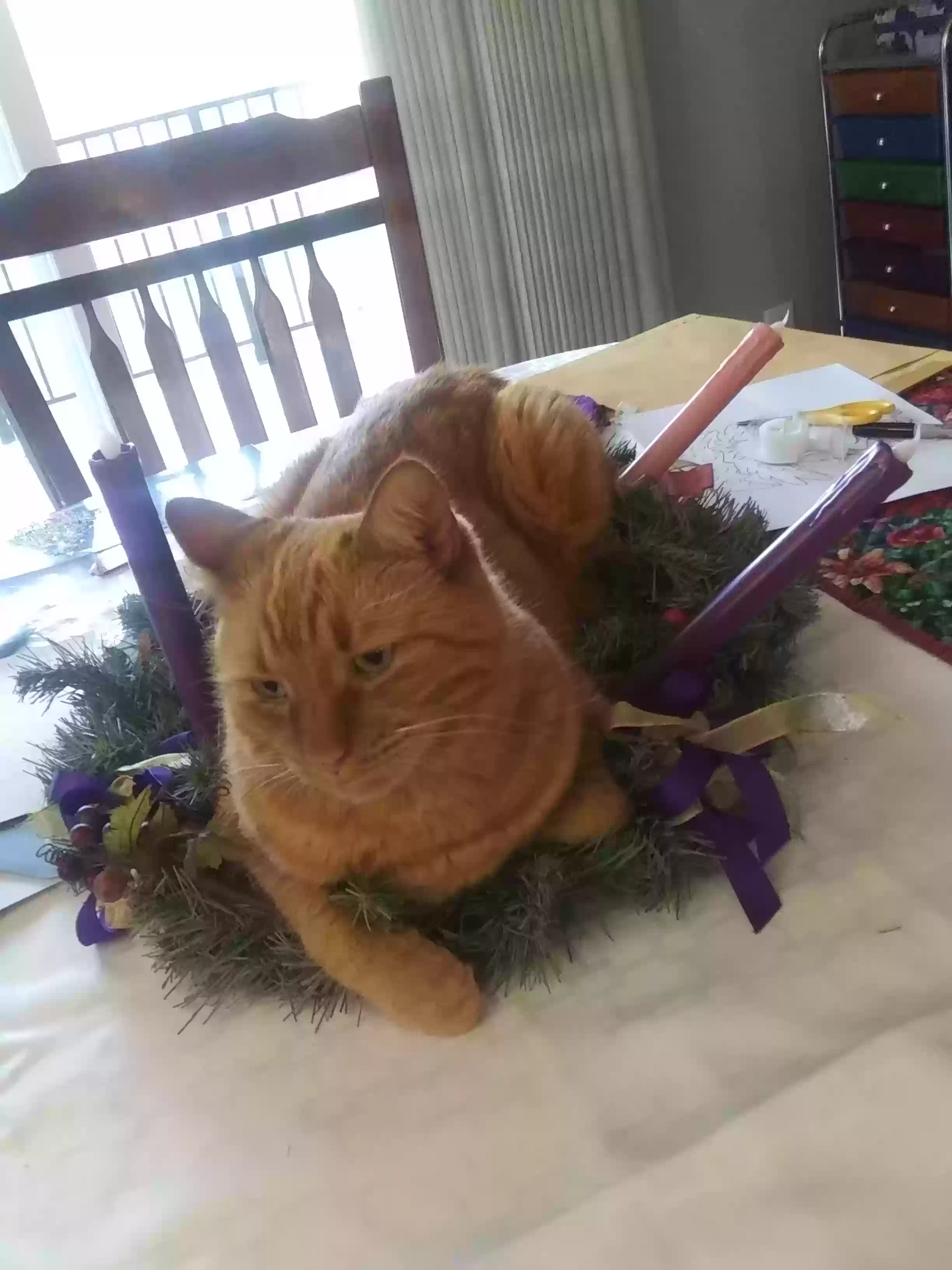 Lost cat in Ft Mitchell, KY, 41017