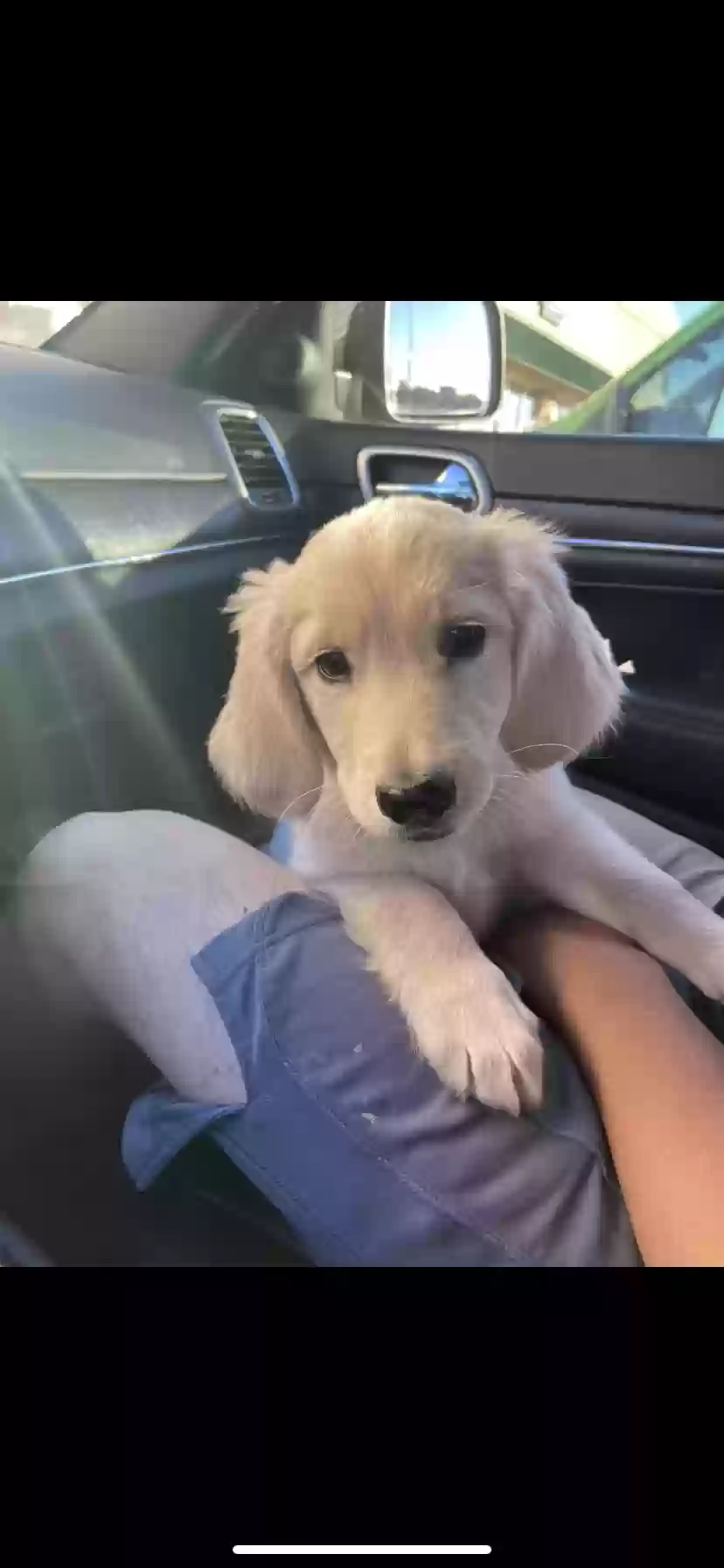 Lost dog in Lubbock, TX, 79423