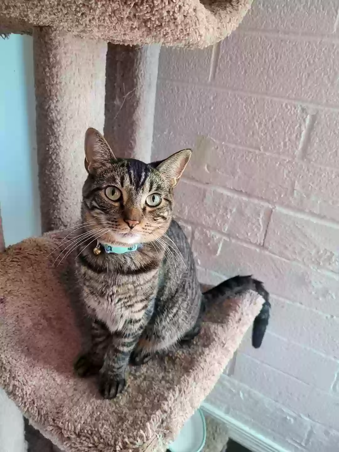 Lost cat in Scottsdale, AZ, 85257