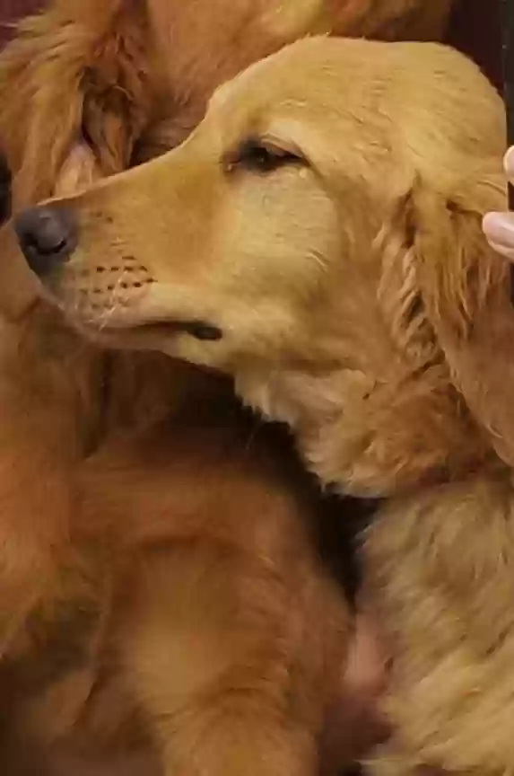 Lost dog in El Paso, TX, 79905