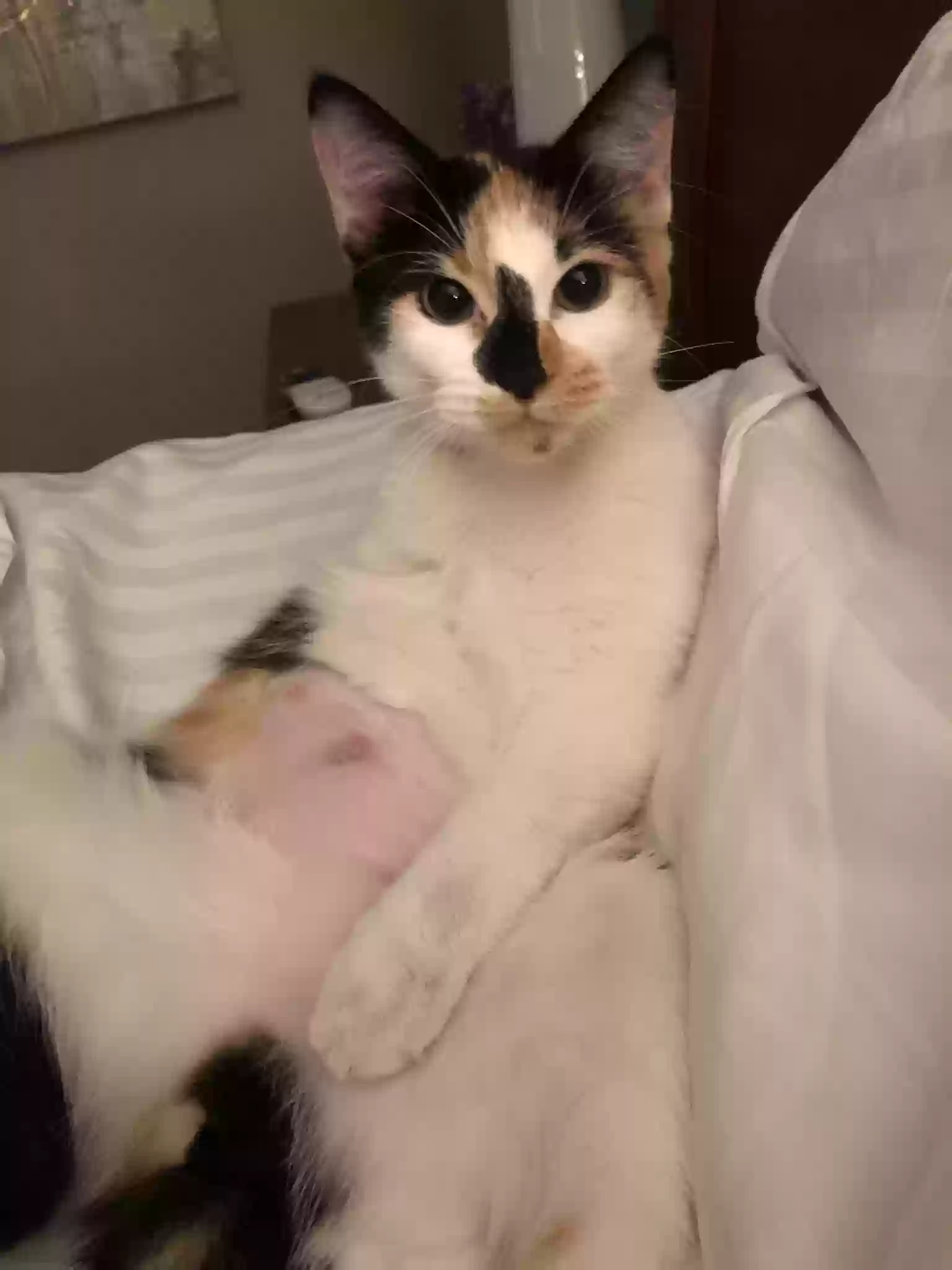 Lost cat in Dallas, TX, 75243
