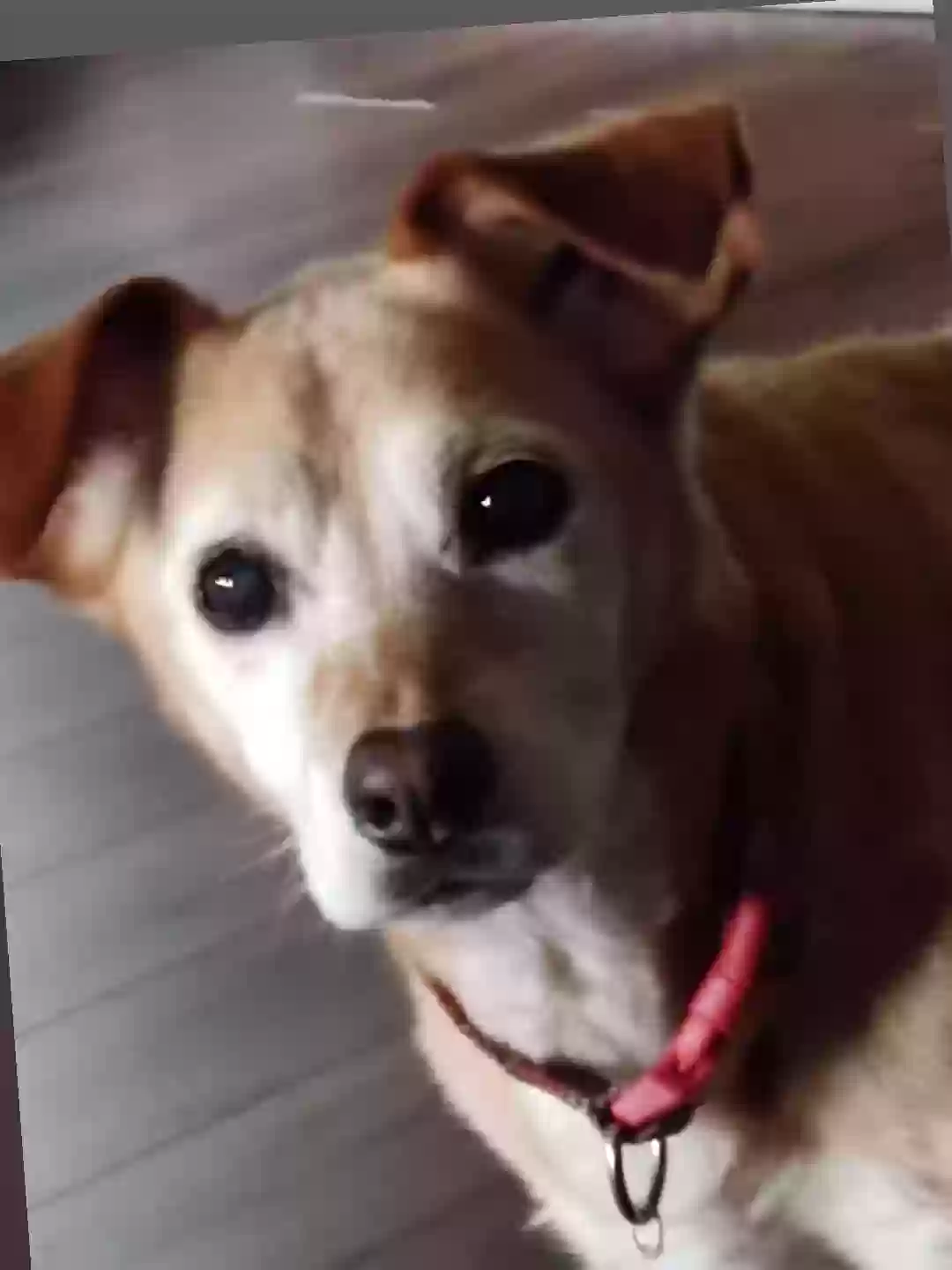 Lost dog in Rockton, IL, 61072