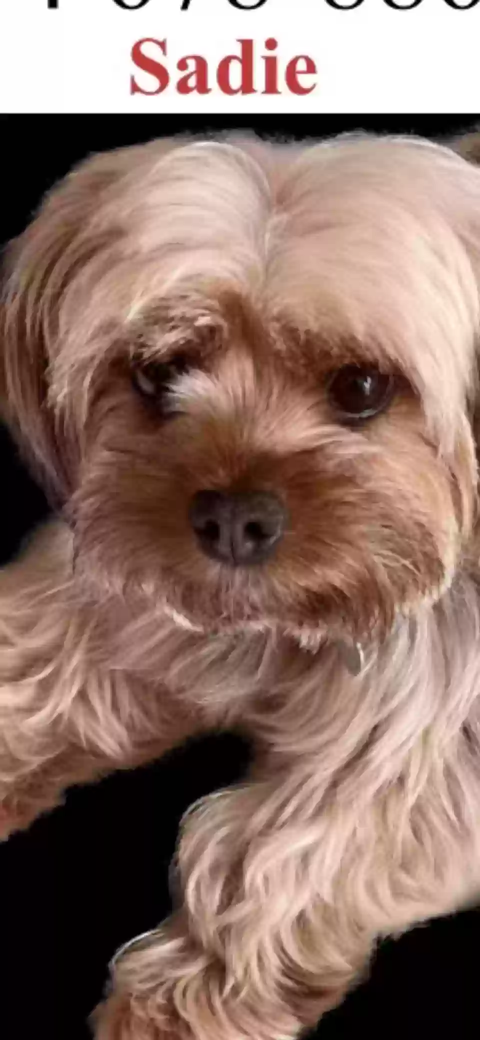 Lost dog in Ypsilanti, MI, 48197