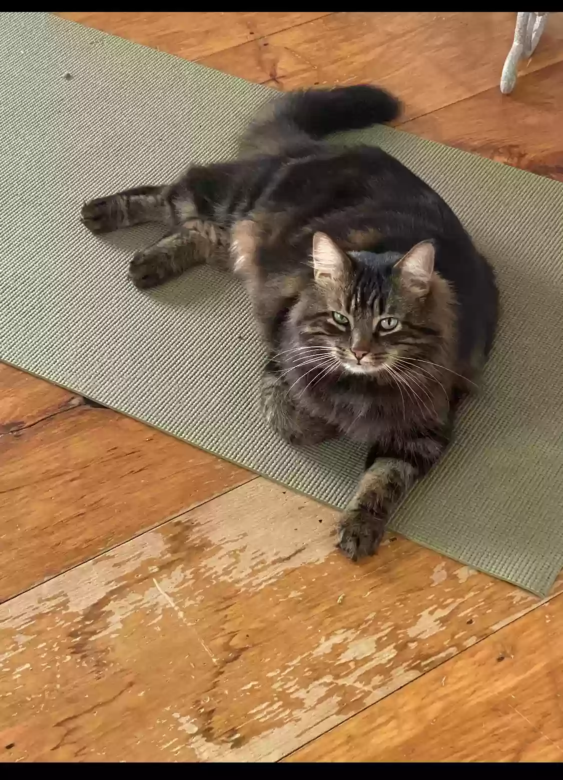 Lost cat in Watertown, MA, 2472