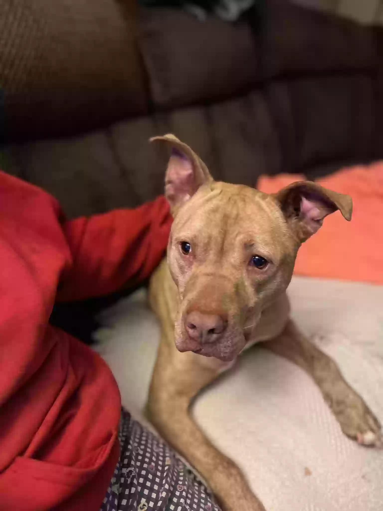Found dog in Rochester, NY, 14616
