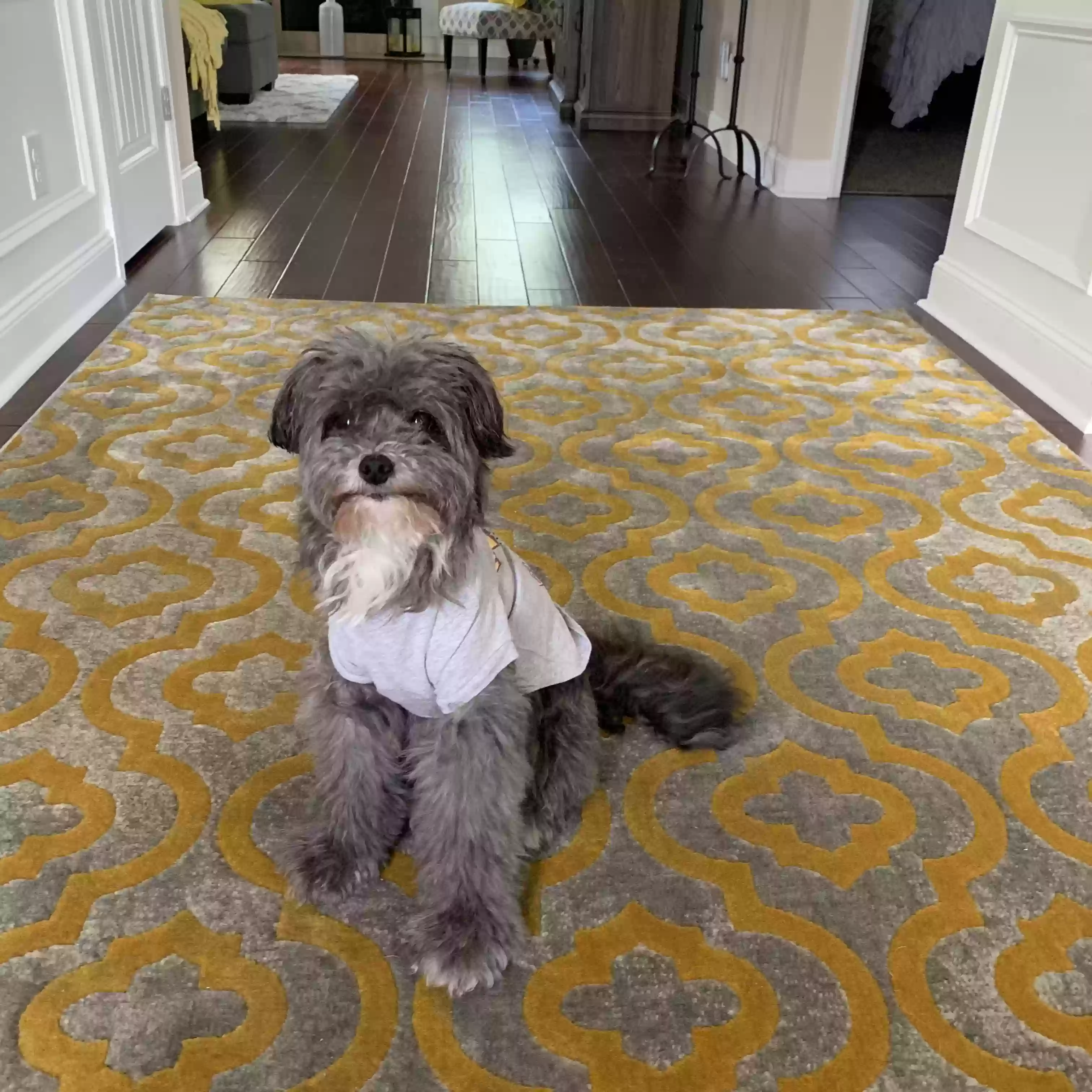 Lost dog in Pooler, GA, 31322