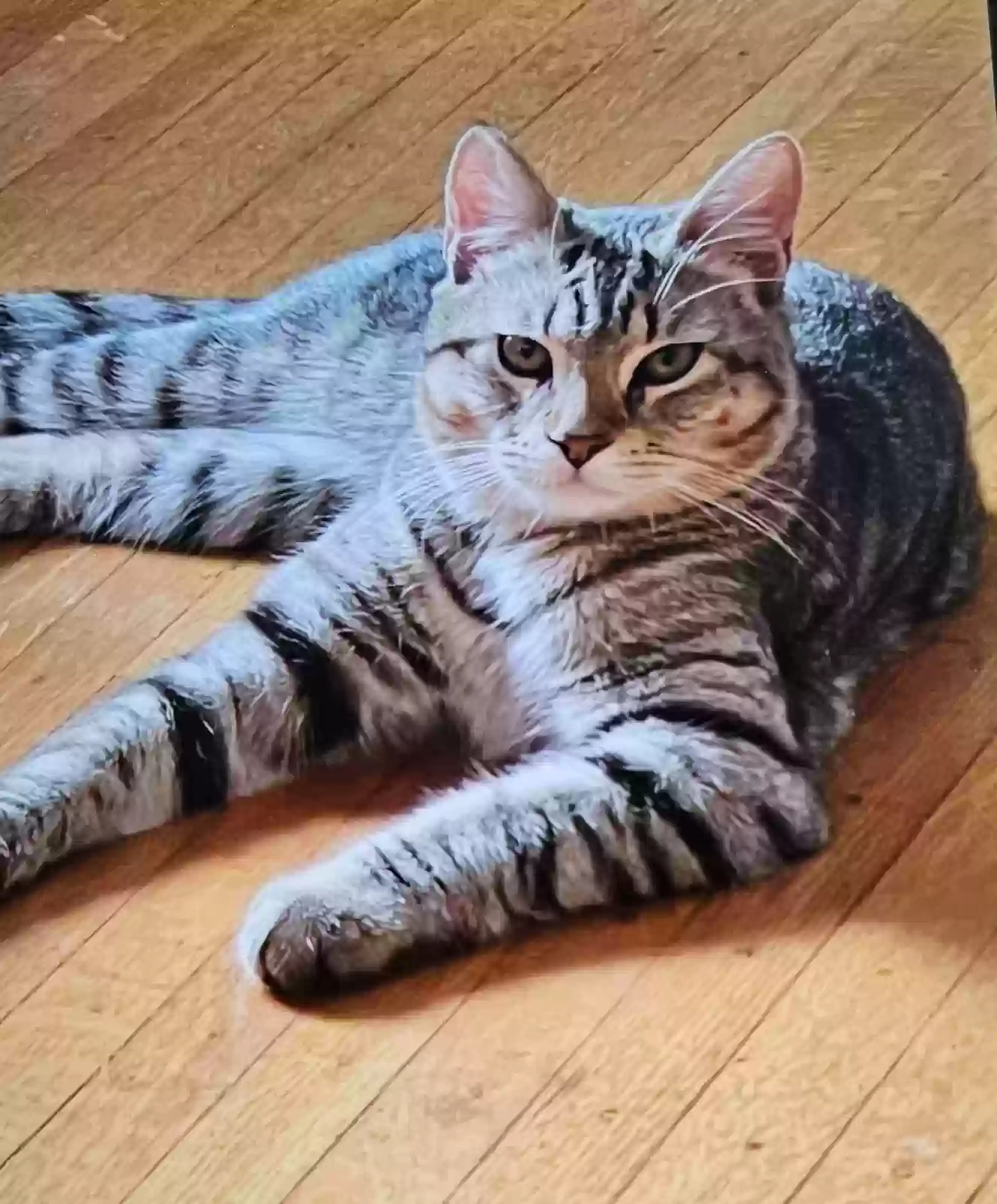 Lost cat in Swarthmore, PA, 19081