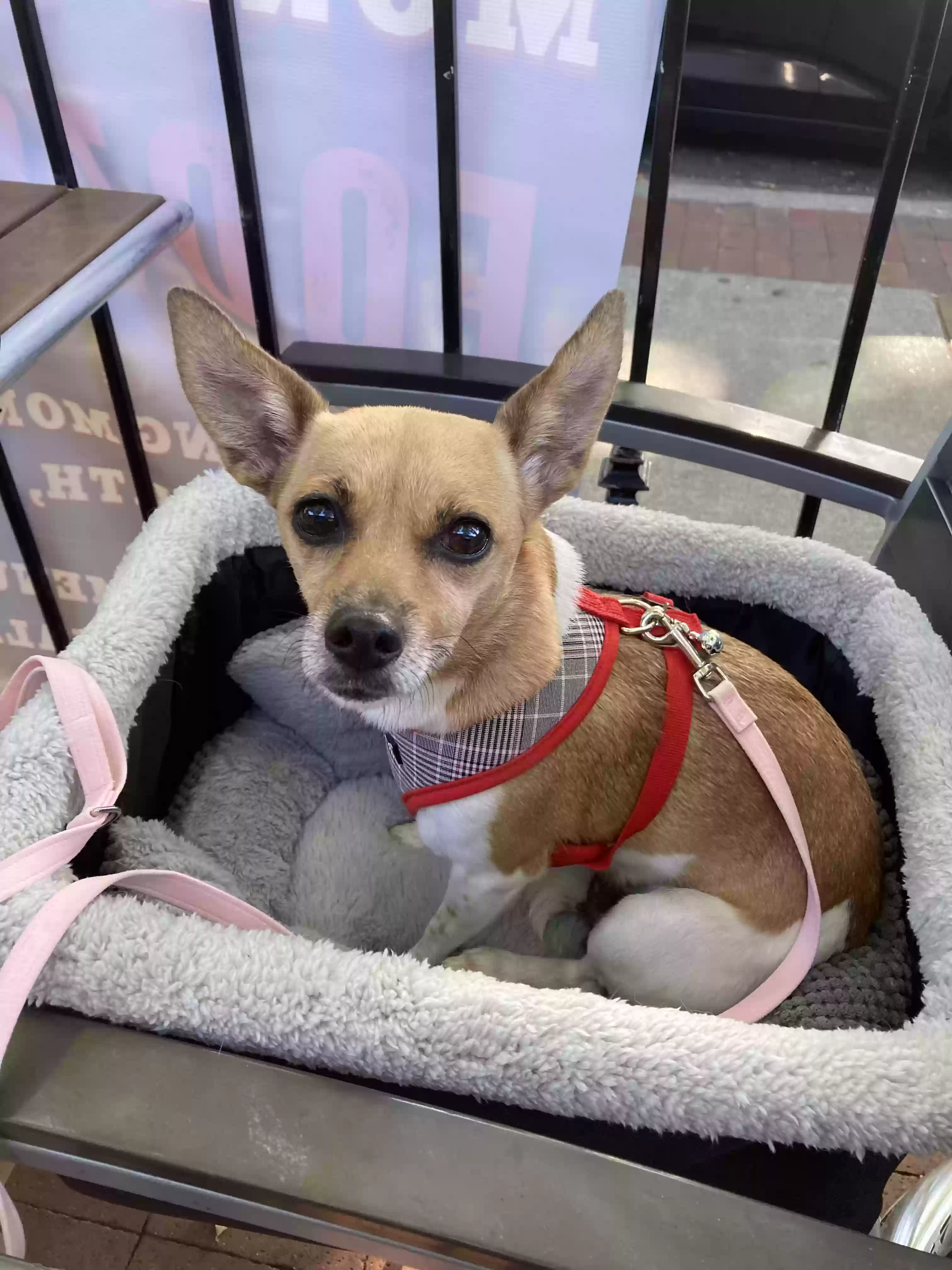 Lost dog in Danville, CA, 94526