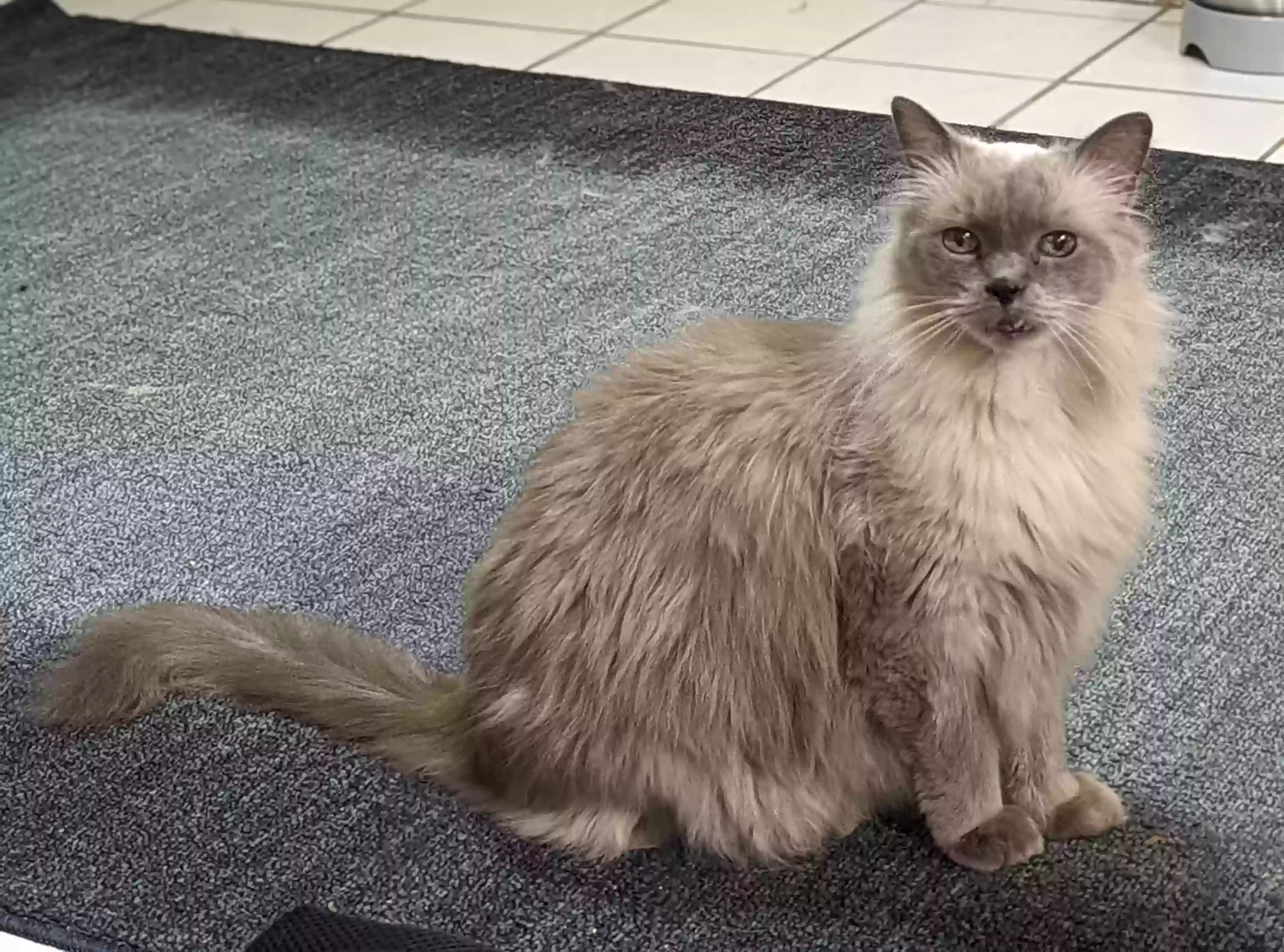 Lost cat in San Antonio, TX, 78217