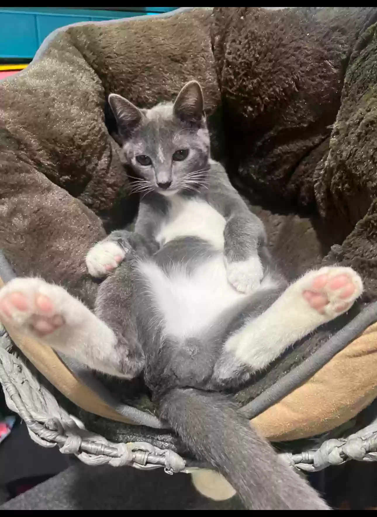 Lost cat in Riverside, CA, 92503