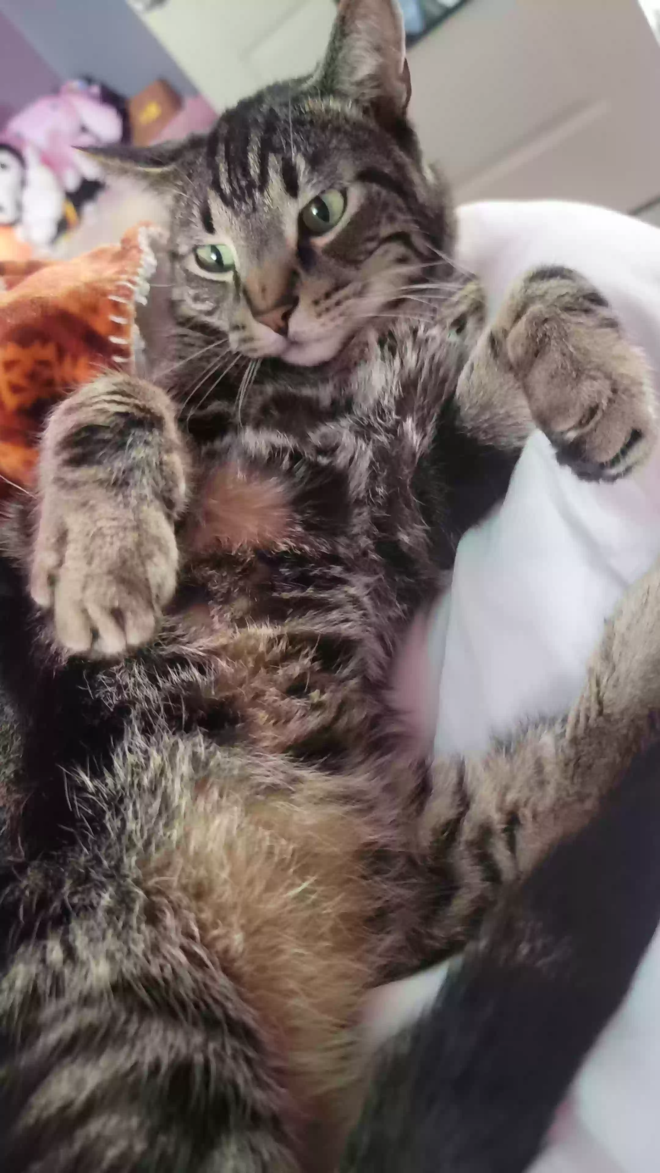 Lost cat in Lakewood, OH, 44107