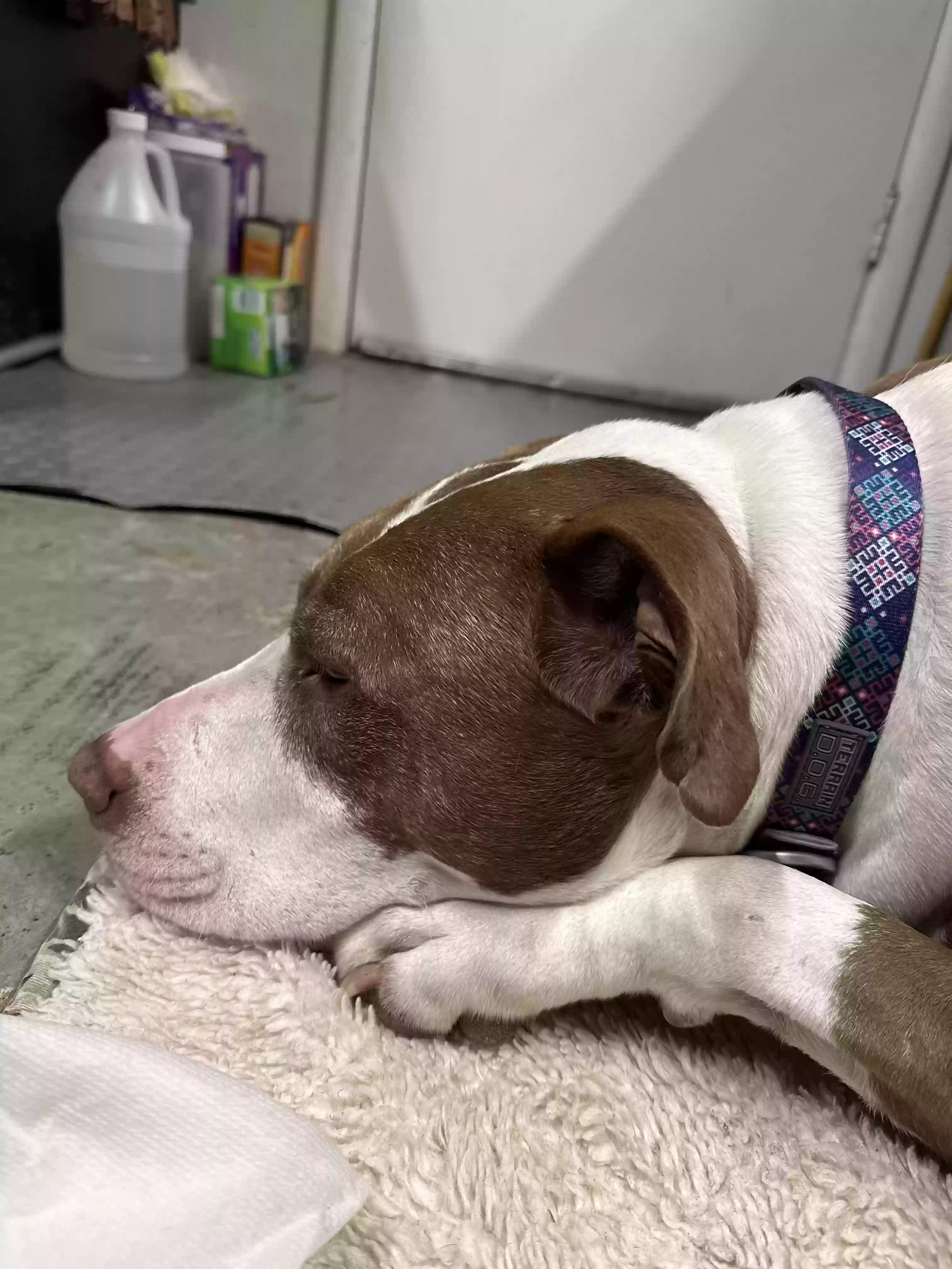 Found dog in Arlington, TX, 76013