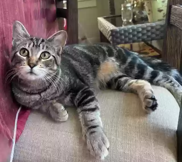 Lost cat in Portland, OR, 97229