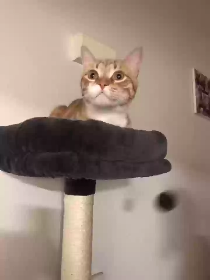 Lost cat in Henderson, NV, 89014