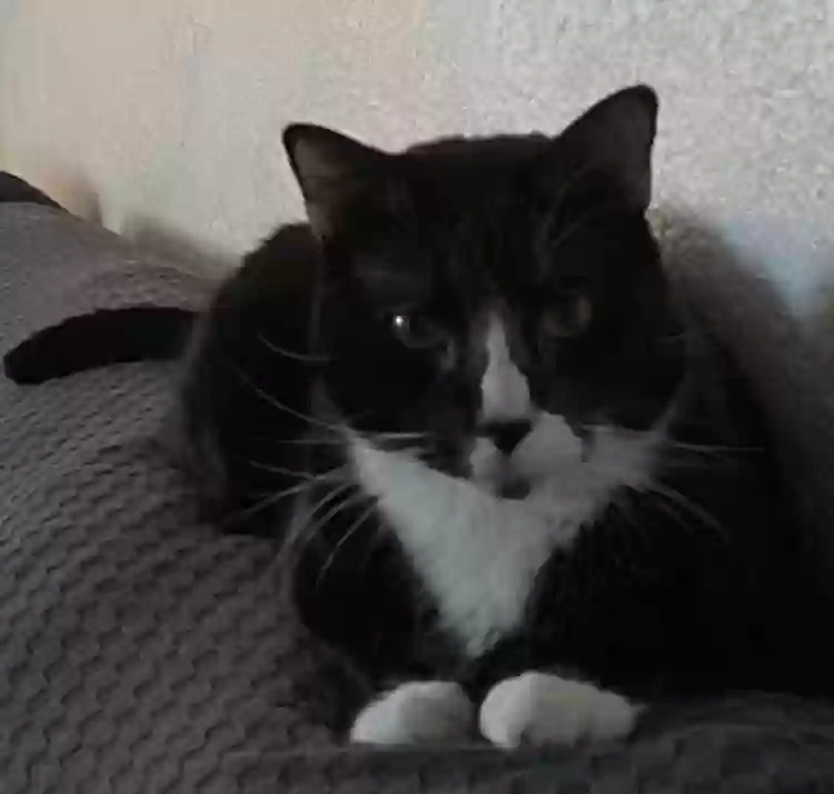 Lost cat in Pompano Beach, FL, 33064