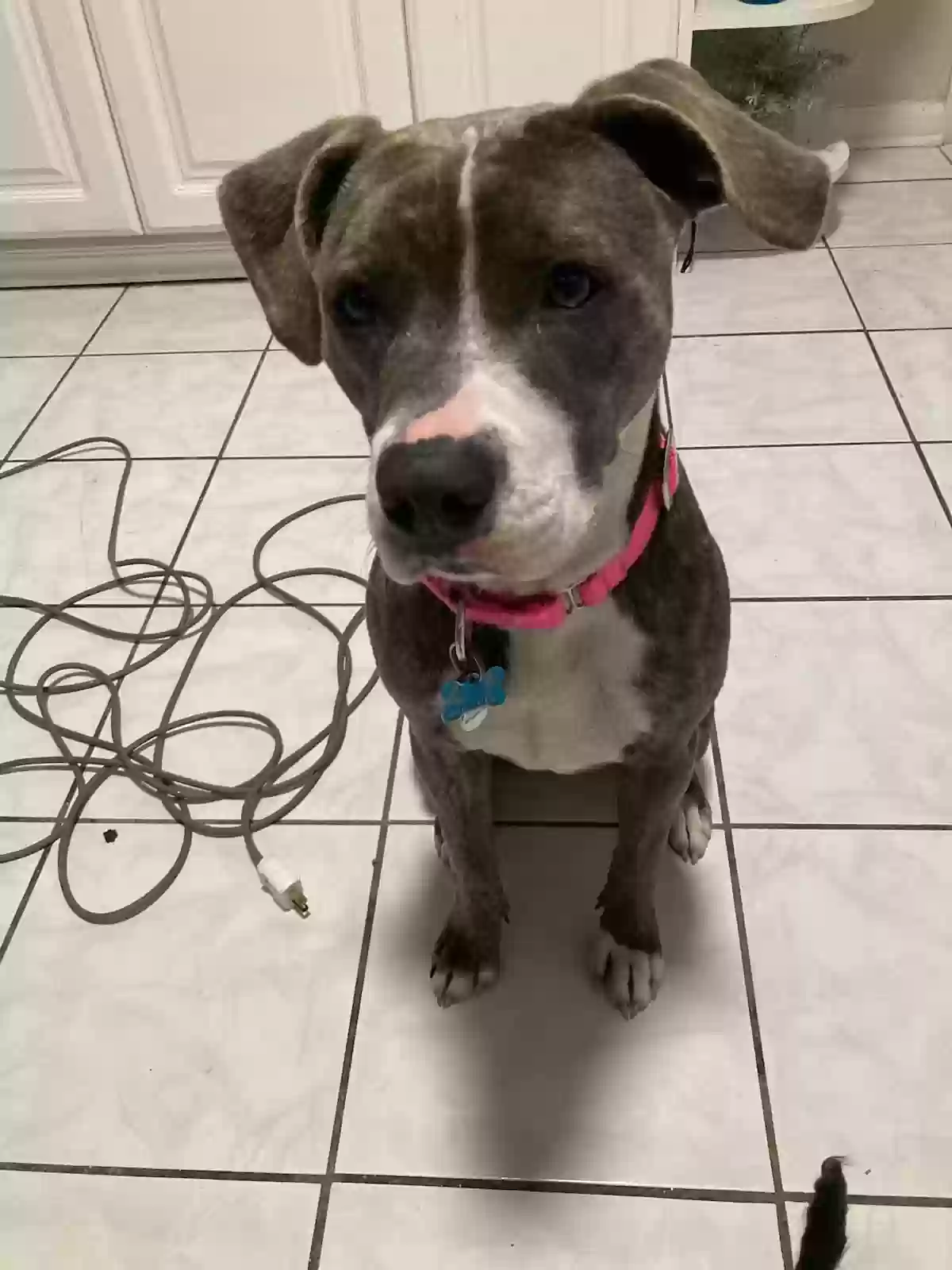 Found dog in Jacksonville, FL, 32277