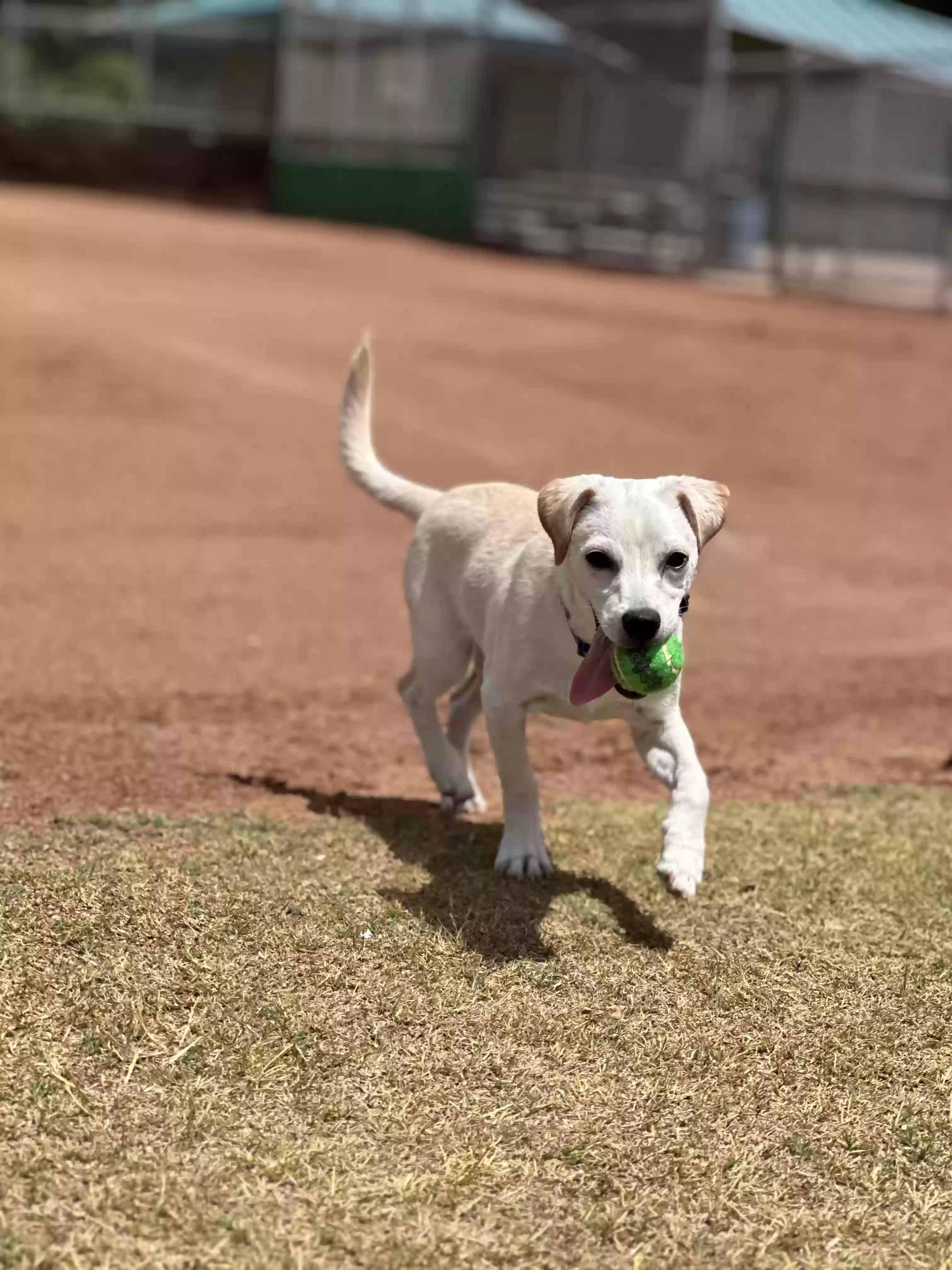 Lost dog in Henderson, NV, 89015