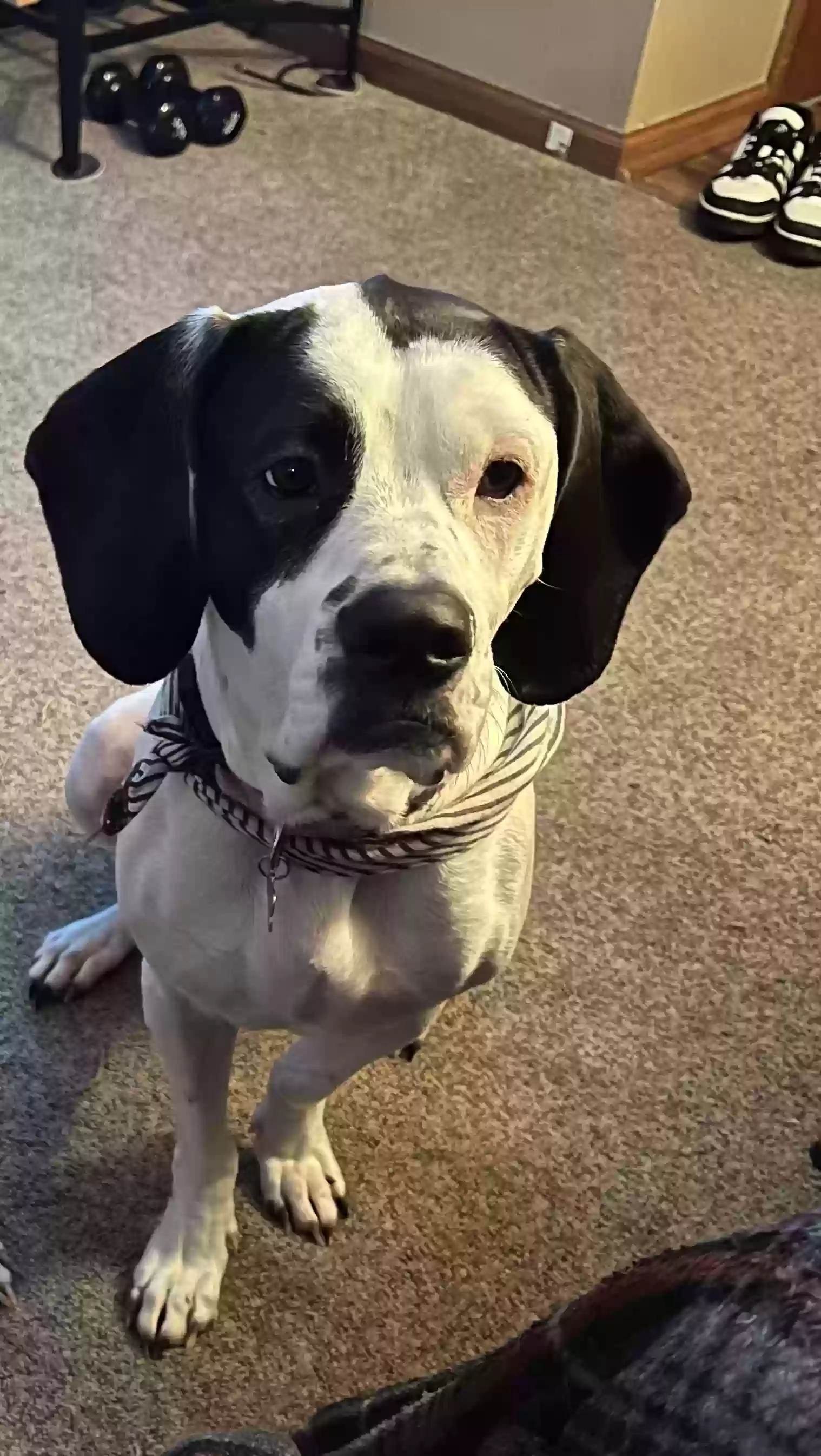 Lost dog in Kenosha, WI, 53143