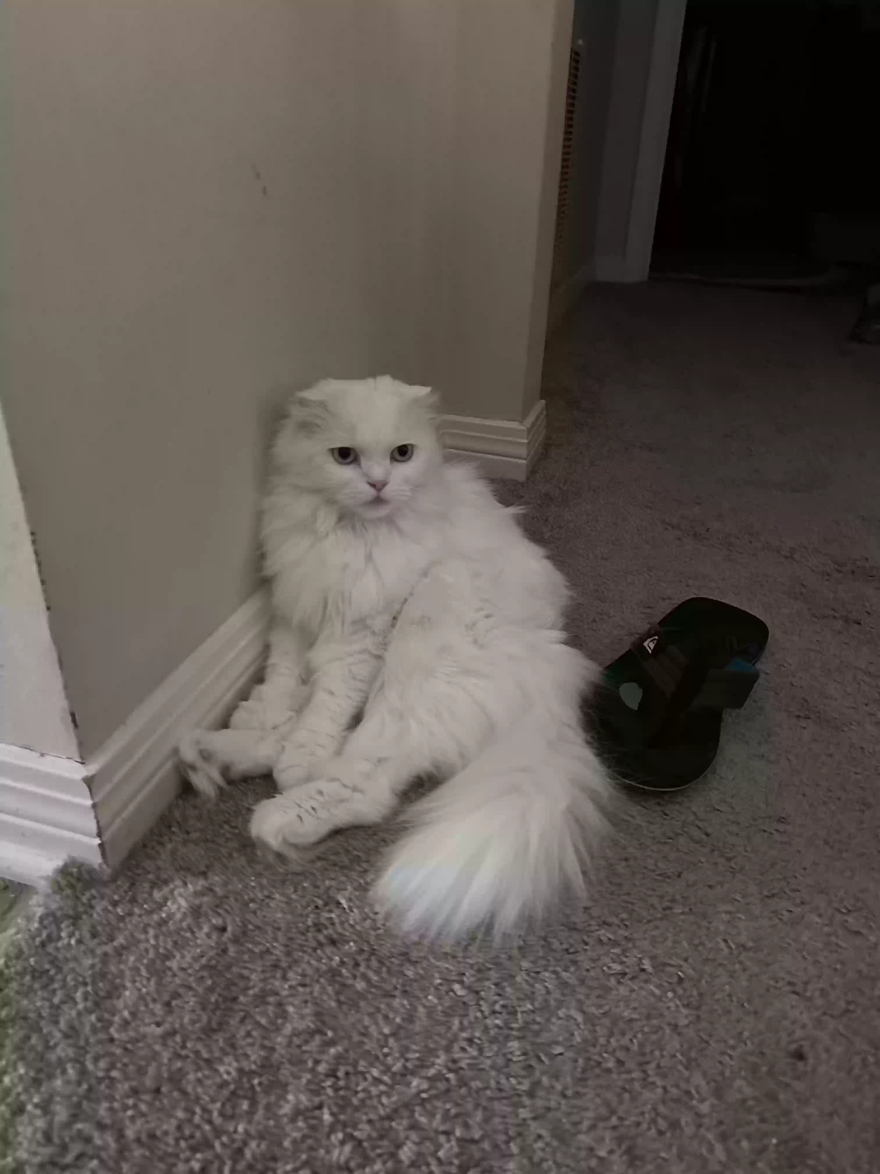 Lost cat in Pensacola, FL, 32514