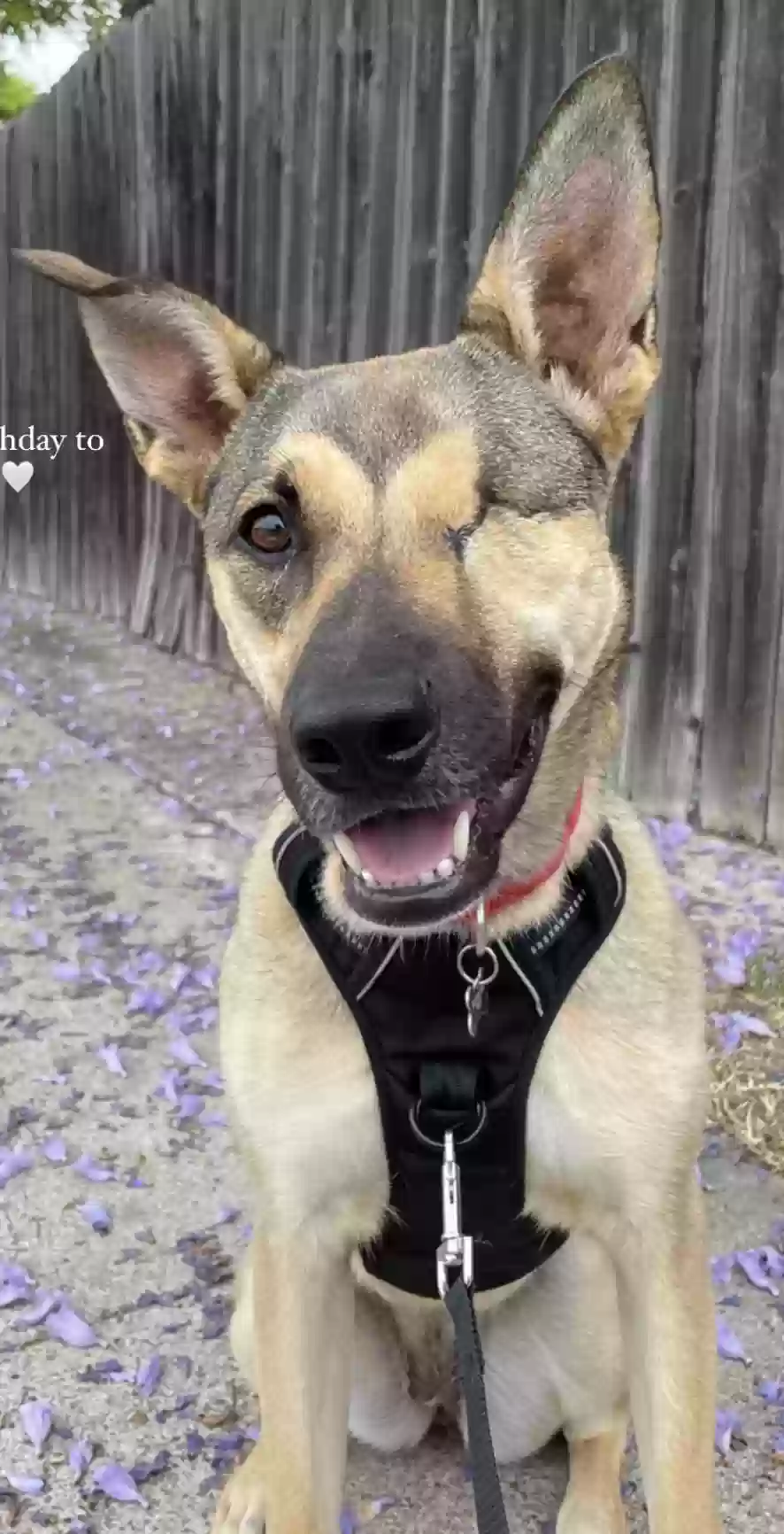 Lost dog in El Cajon, CA, 92021