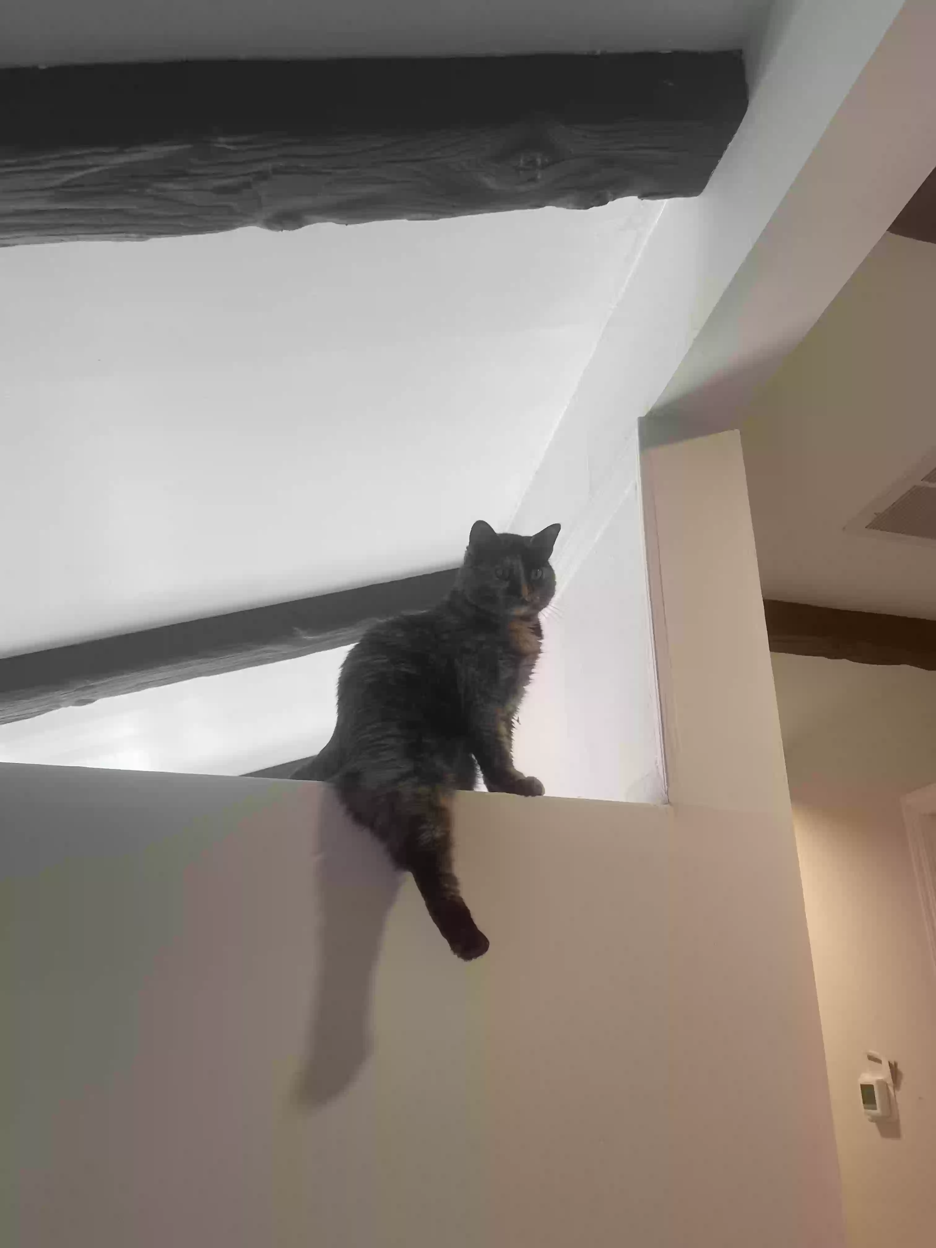 Lost cat in Greensboro, NC, 27409