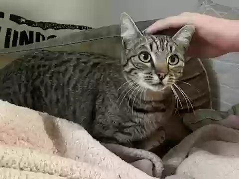Lost cat in Marysville, WA, 98271