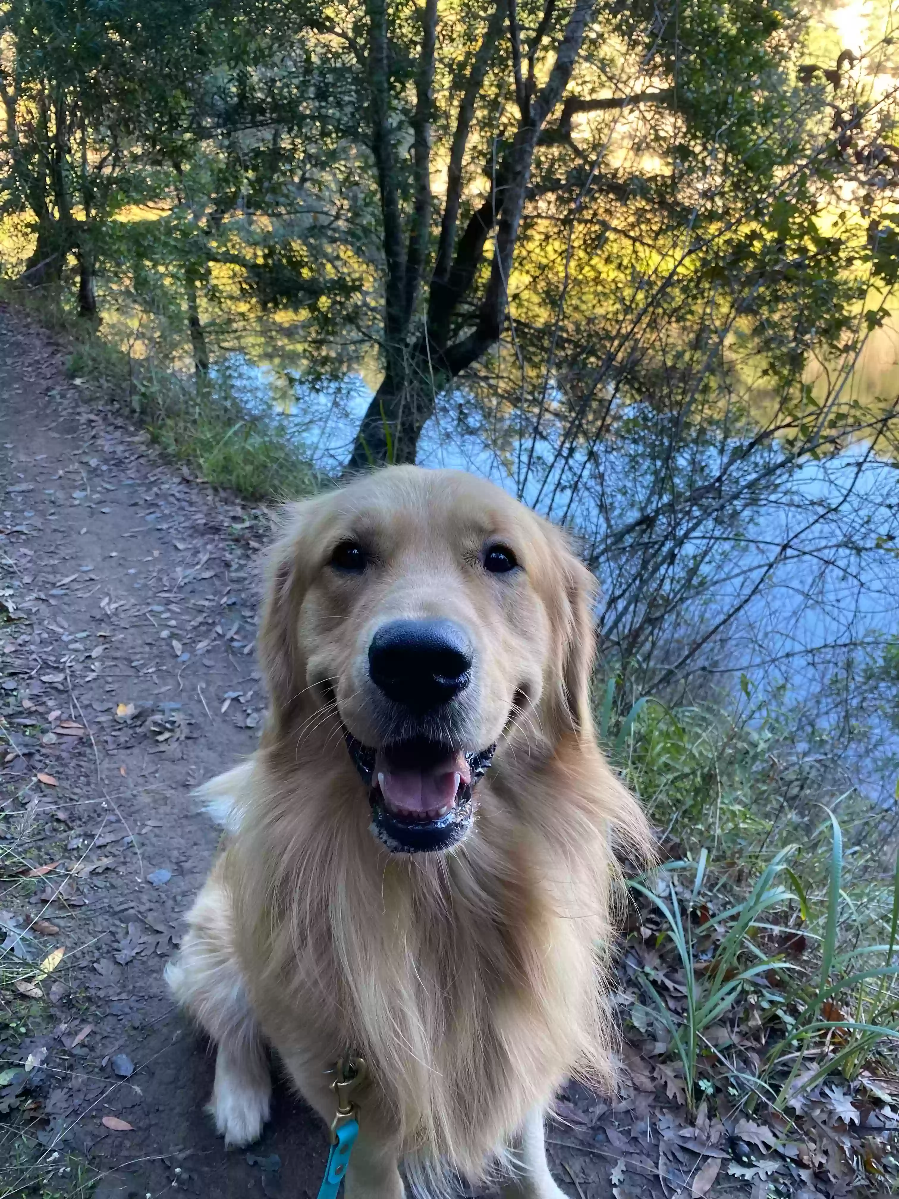 Lost dog in Ross, CA, 94957