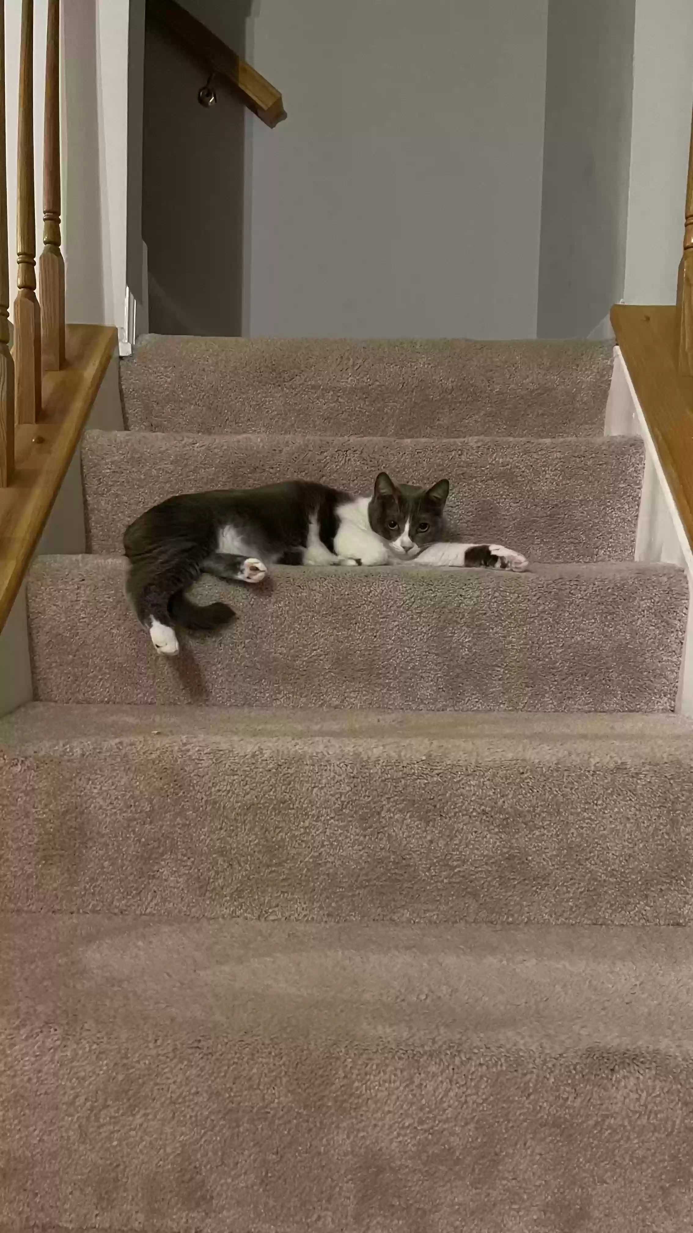Lost cat in Sterling, VA, 20165