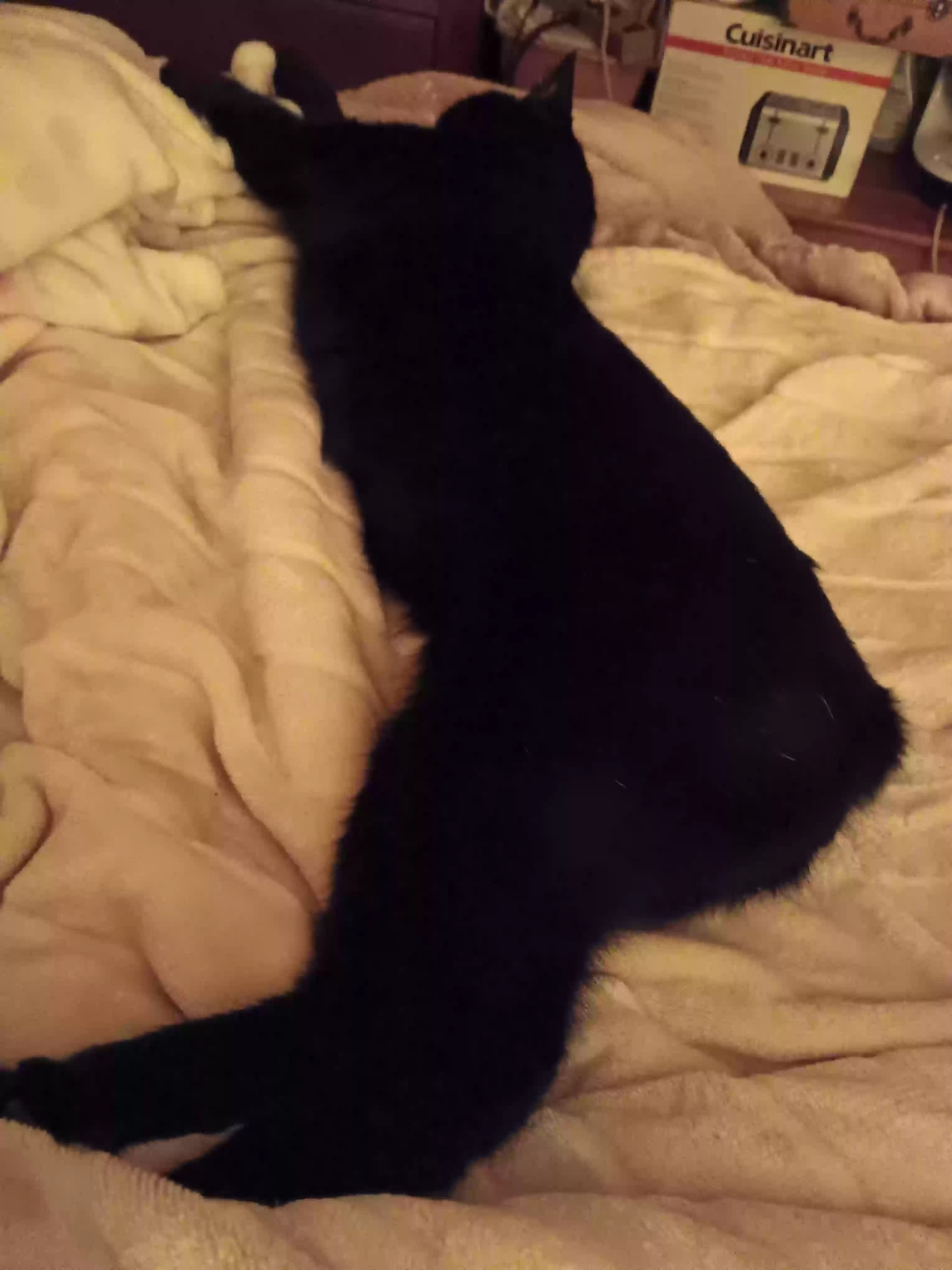Lost cat in Dawsonville, GA, 30534
