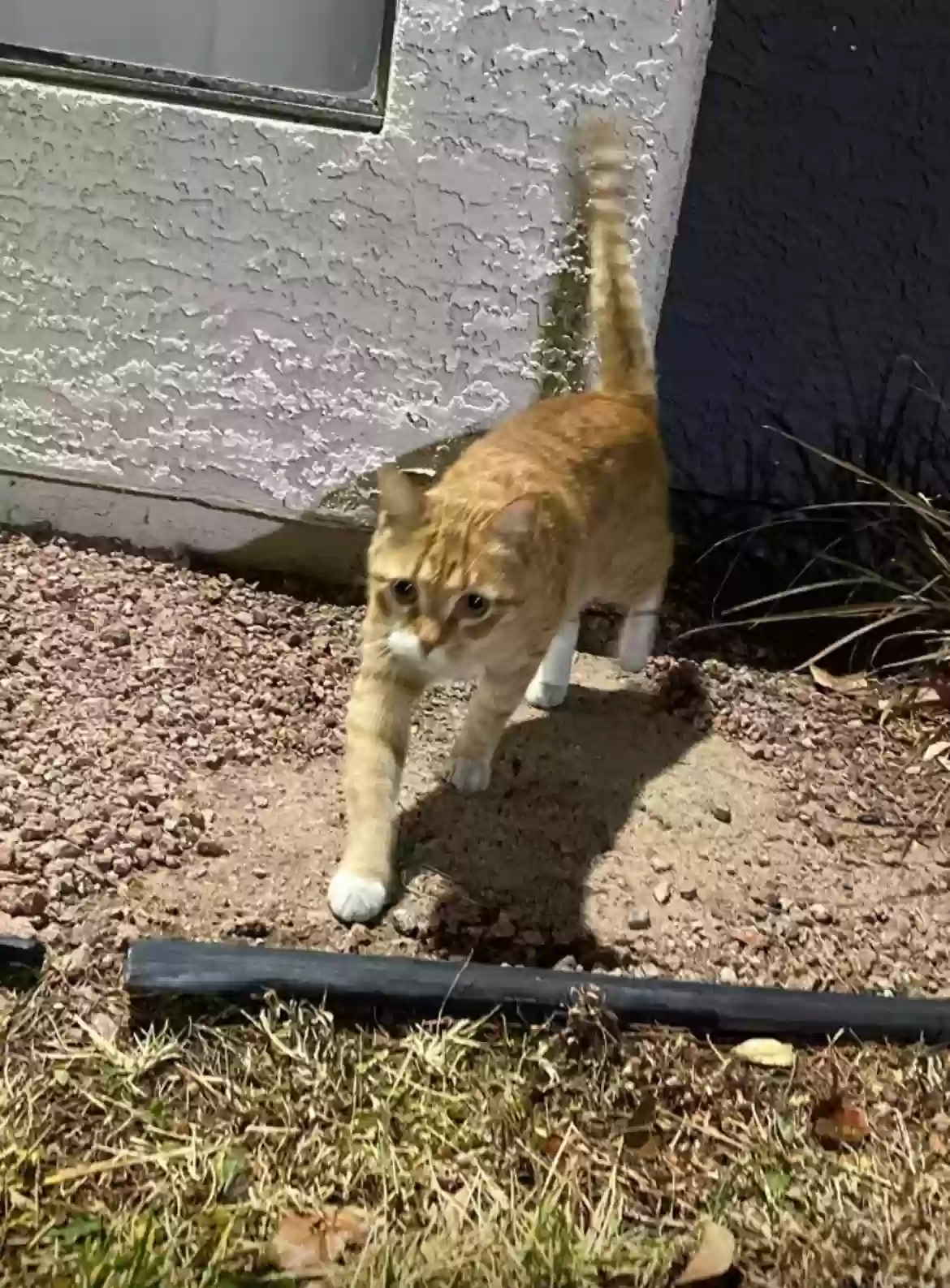 Lost cat in Henderson, NV, 89014