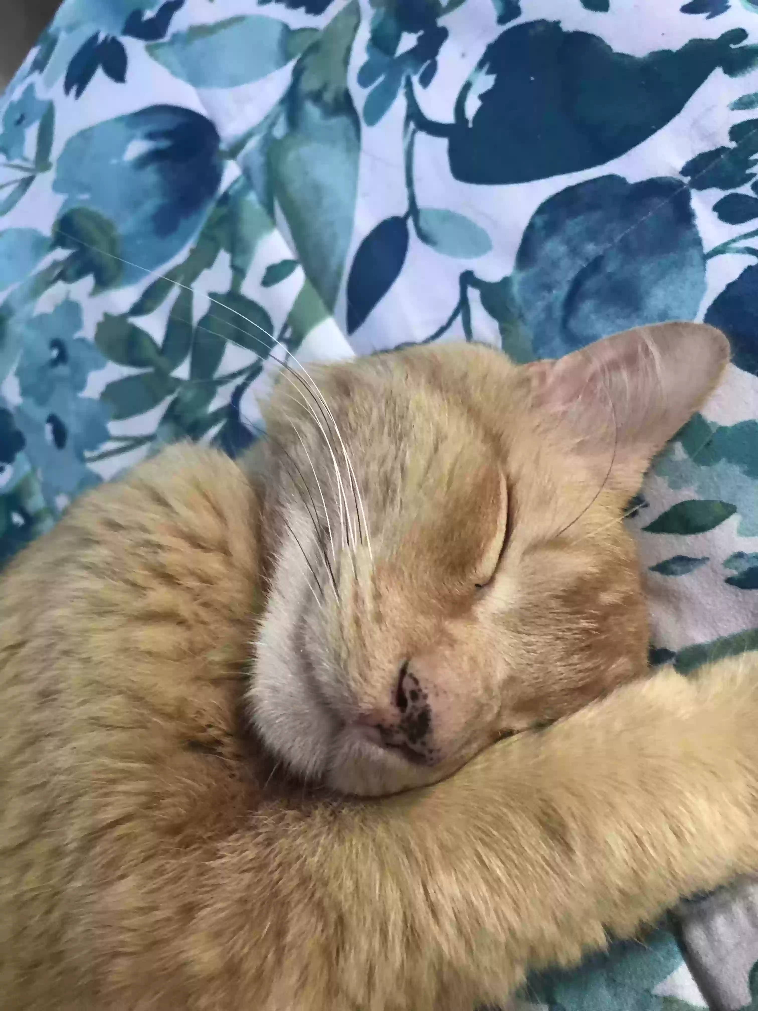 Lost cat in Hayward, CA, 94544