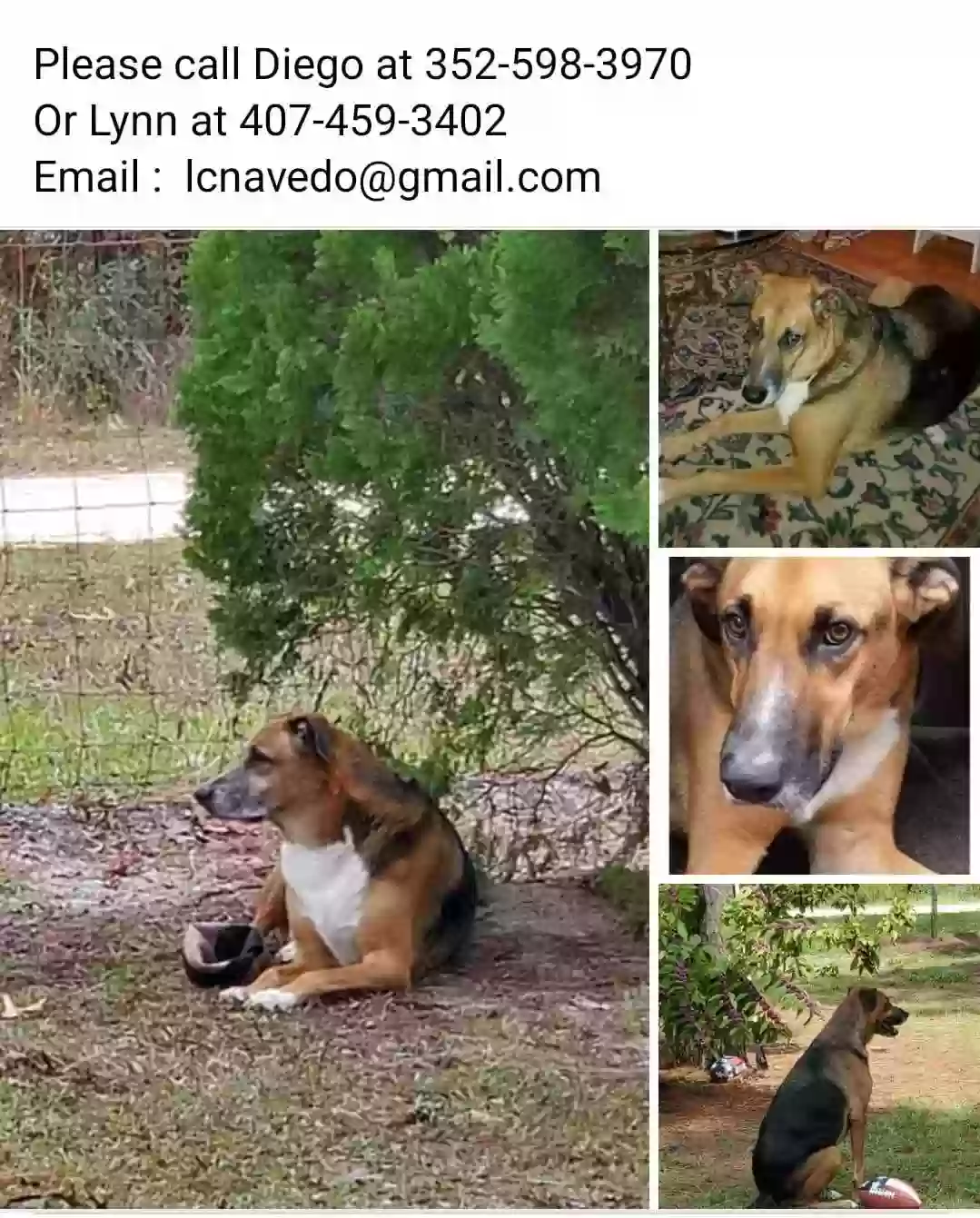 Lost dog in Ocala, FL, 34481