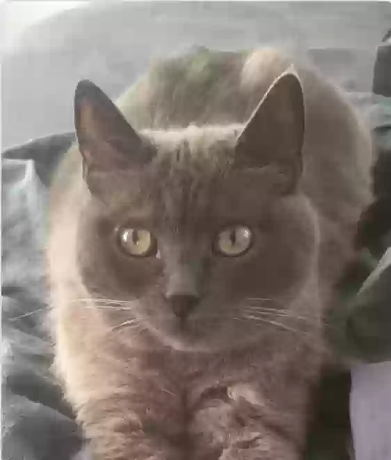 Lost cat in Los Angeles, CA, 90034