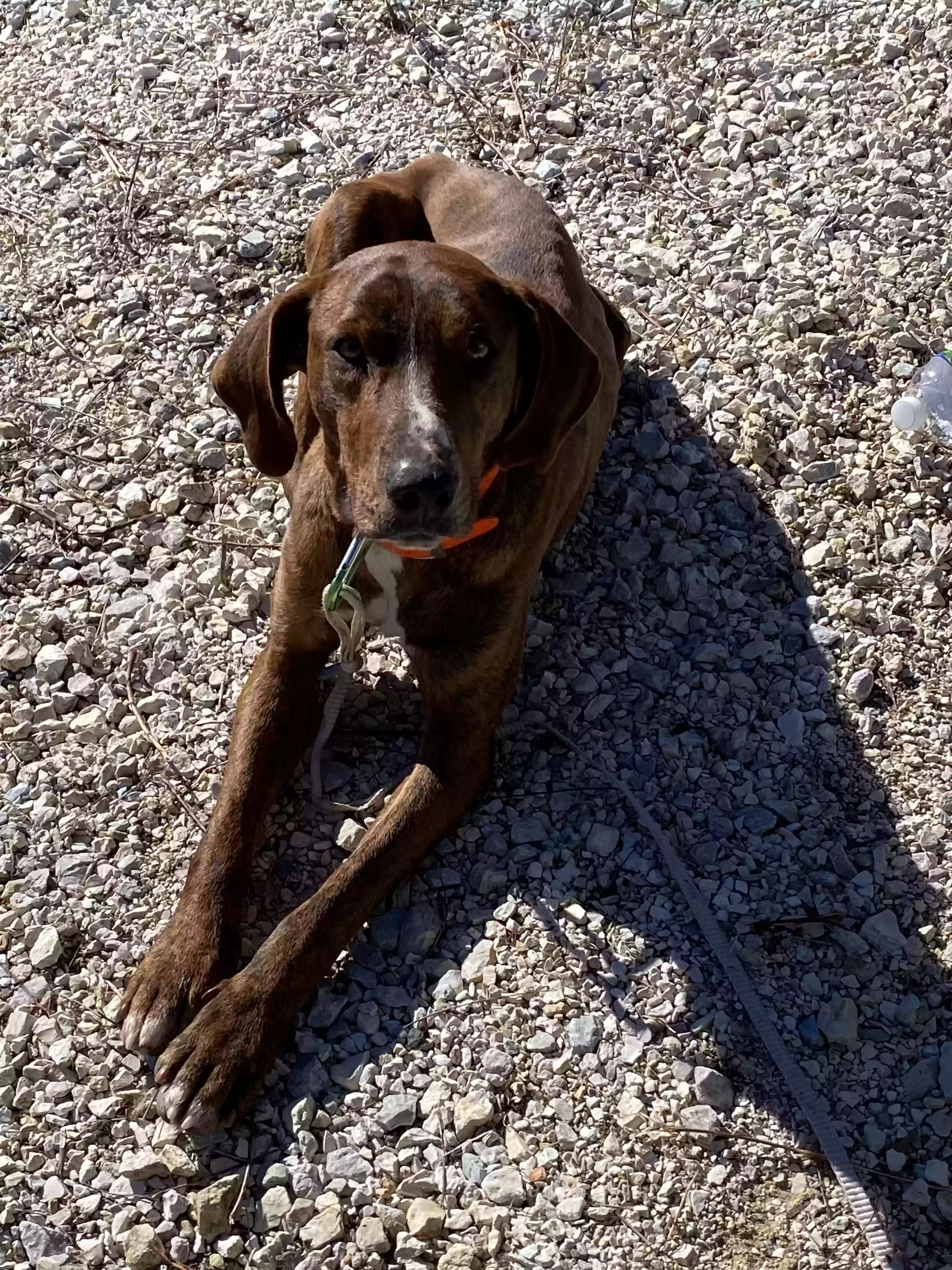 Lost dog in Jasper, AR, 72641