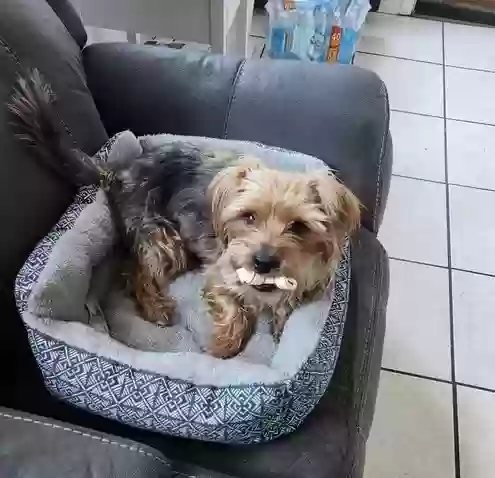 Lost dog in Phoenix, AZ, 85015