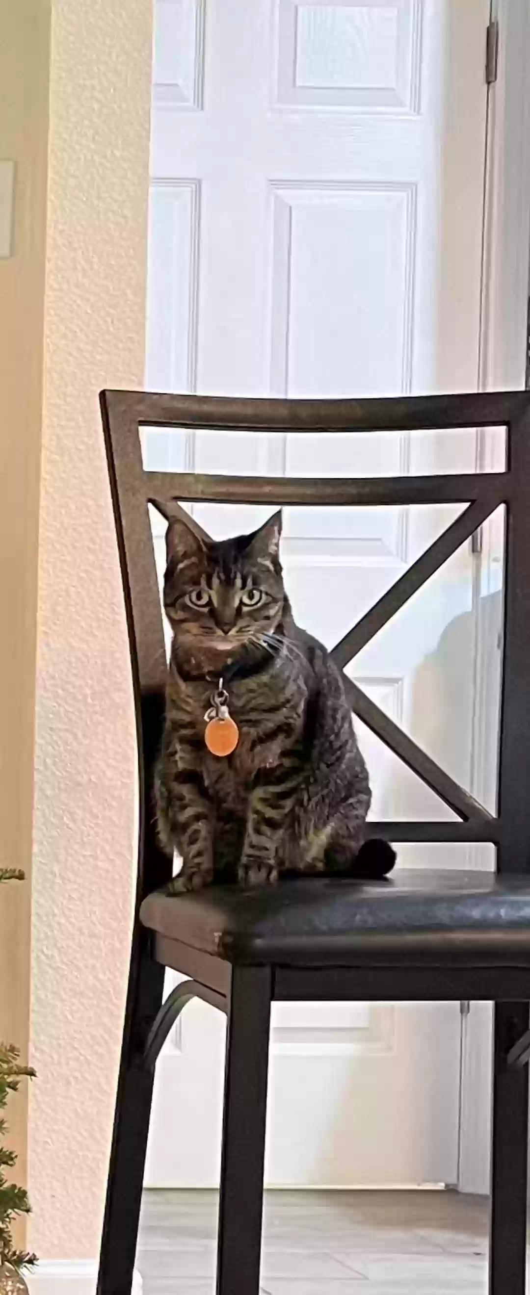 Lost cat in San Antonio, TX, 78227