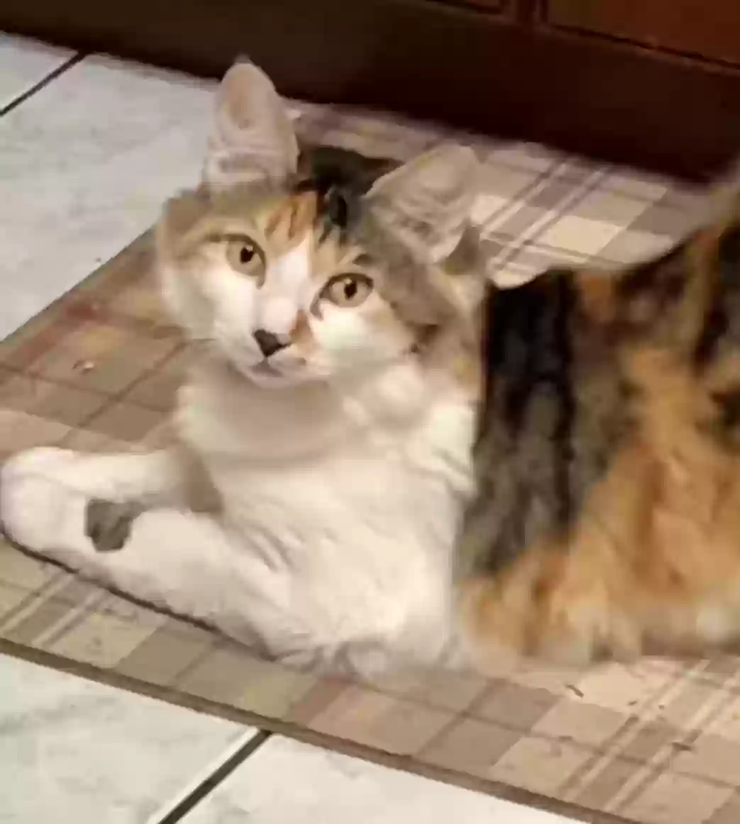 Lost cat in Sarasota, FL, 34235