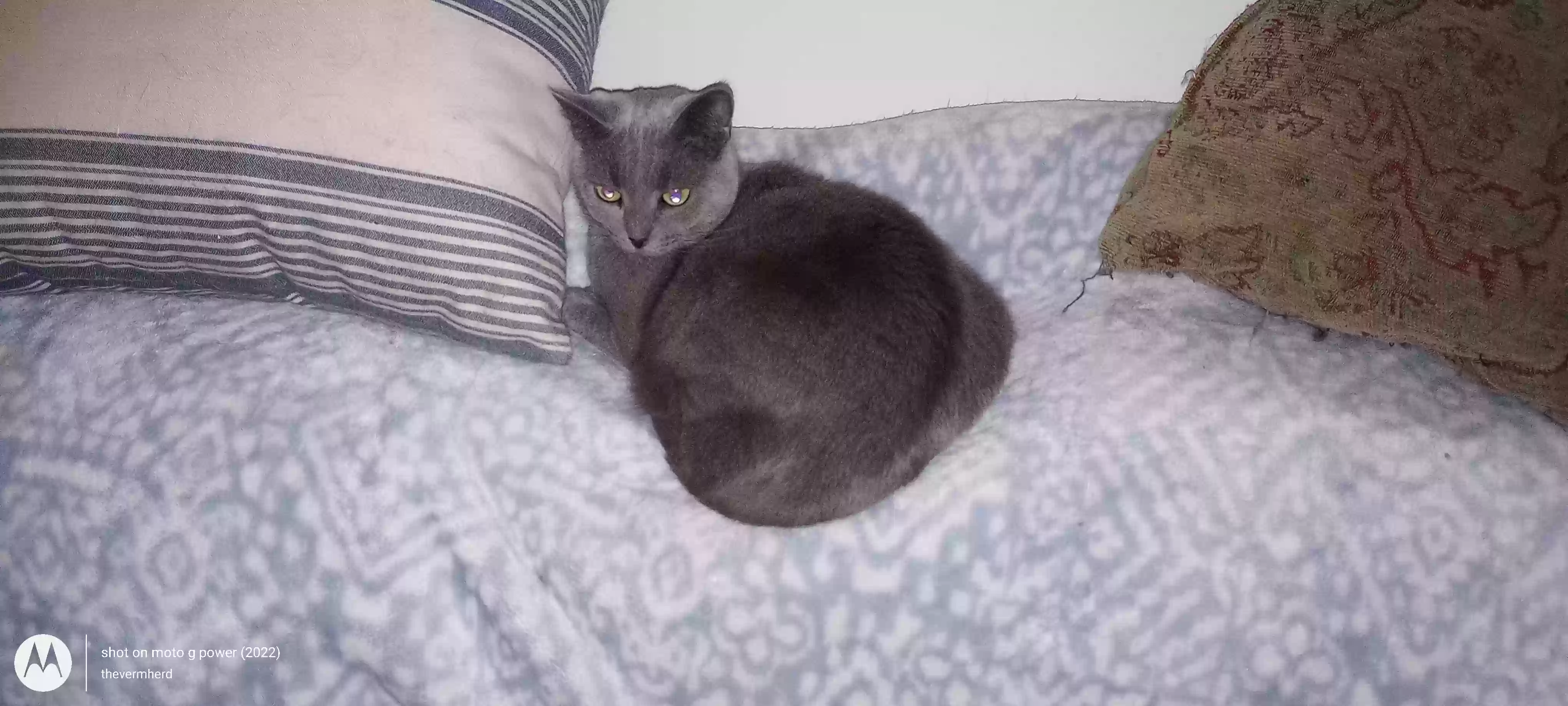 Lost cat in Galloway, OH, 43119