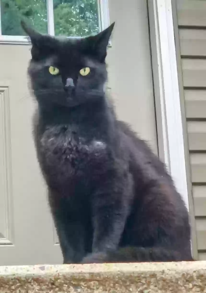 Lost cat in Huntsville, TN, 37756