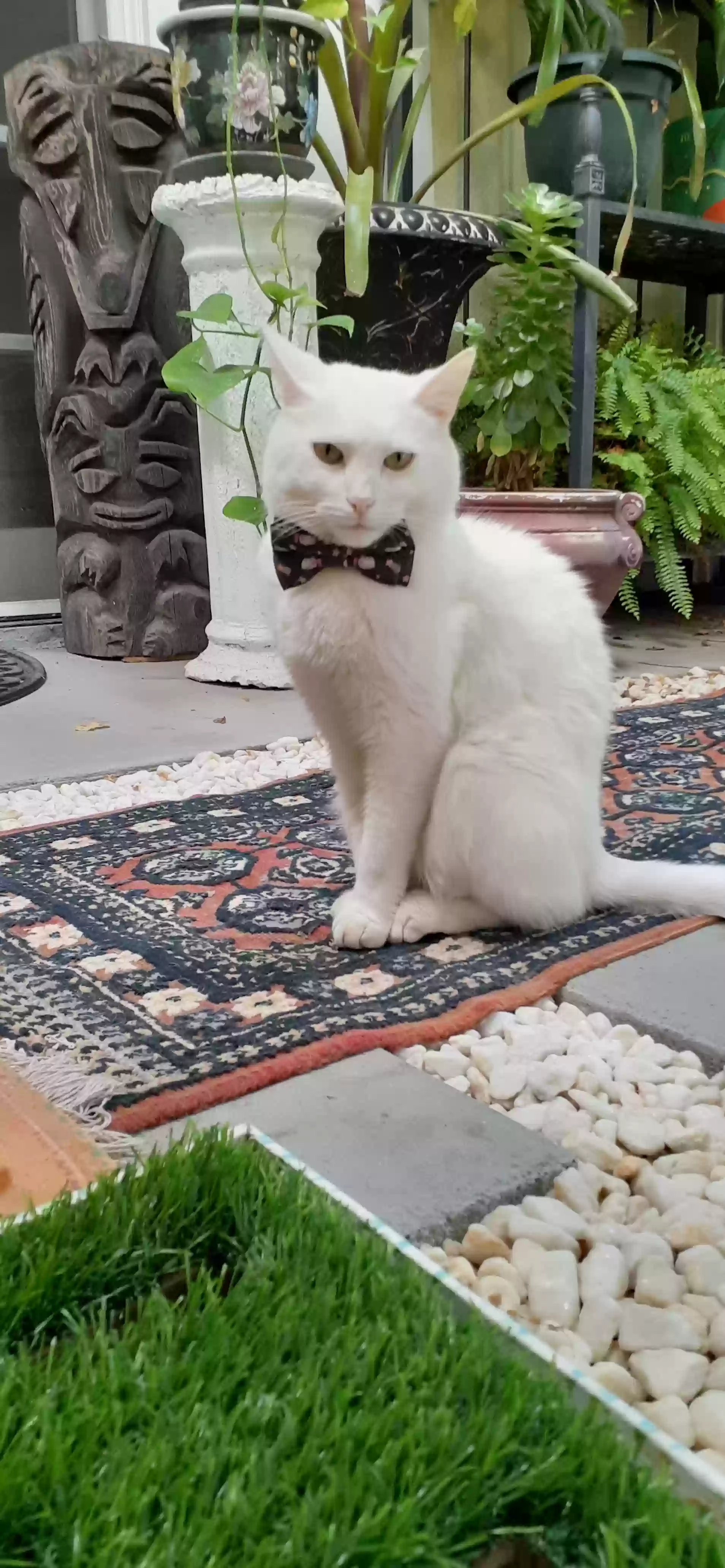 Lost cat in Sacramento, CA, 95825