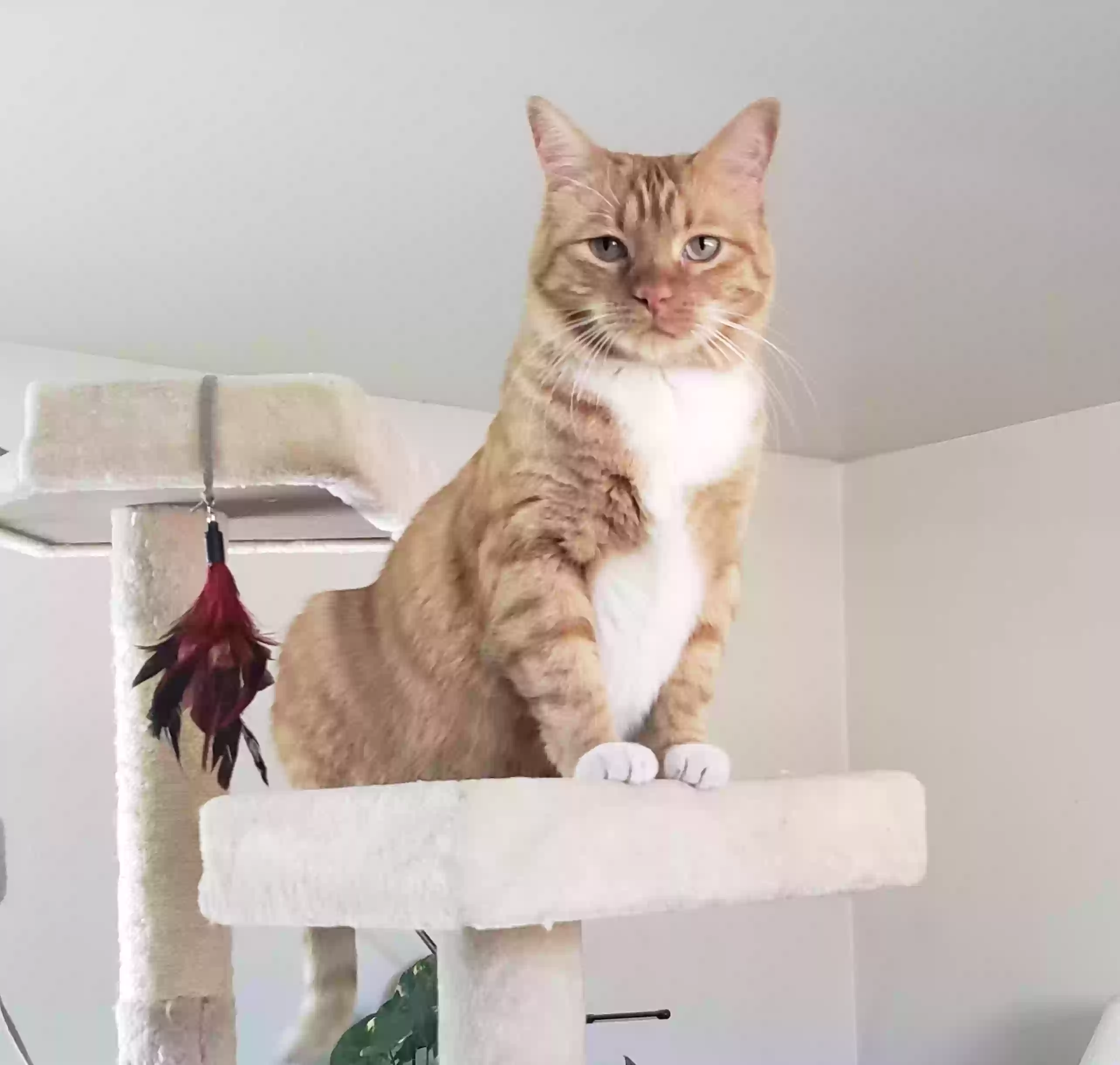 Lost cat in Arvada, CO, 80004