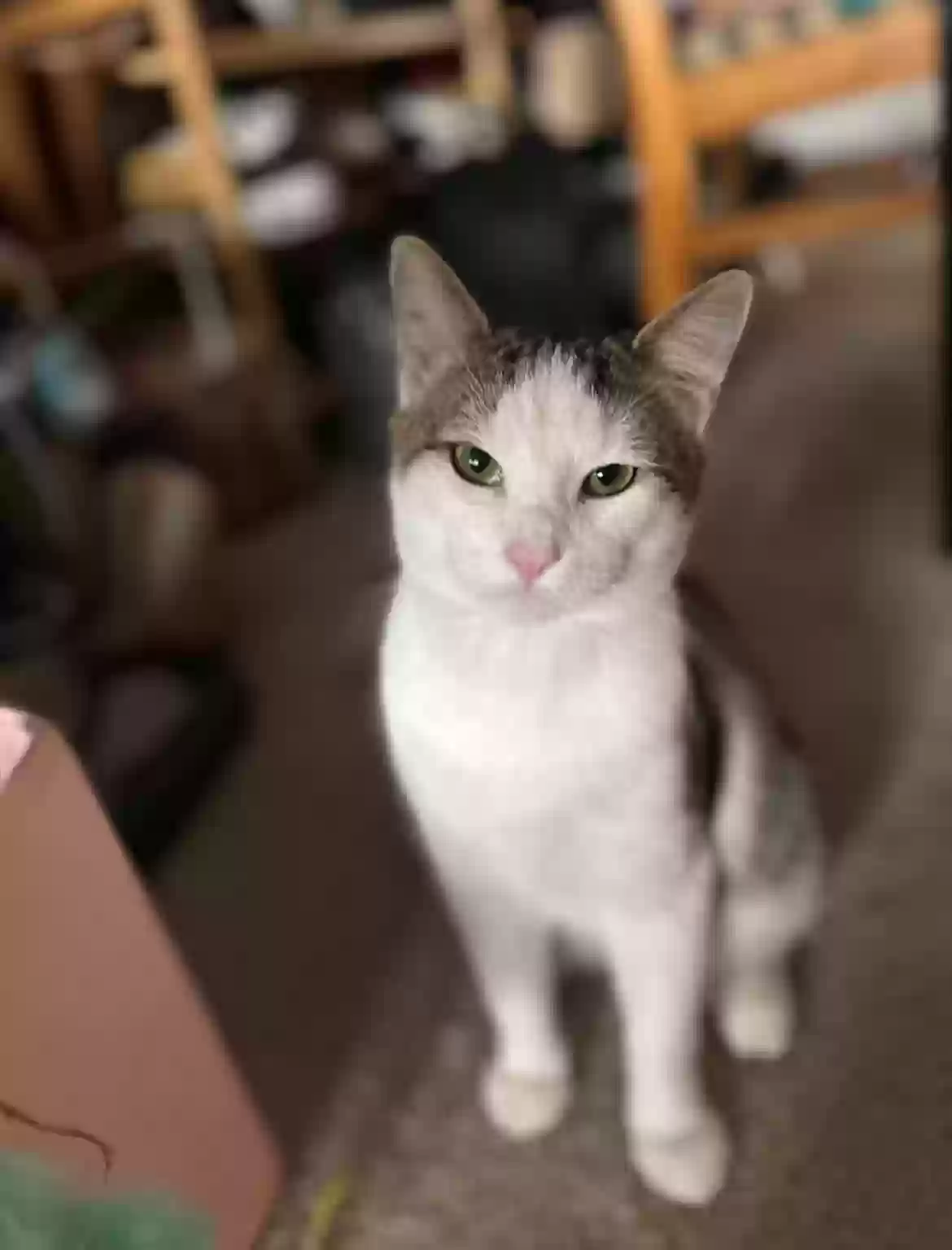 Lost cat in Dublin, OH, 43016