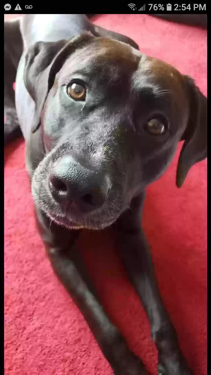 Lost dog in Romeo, MI, 48065
