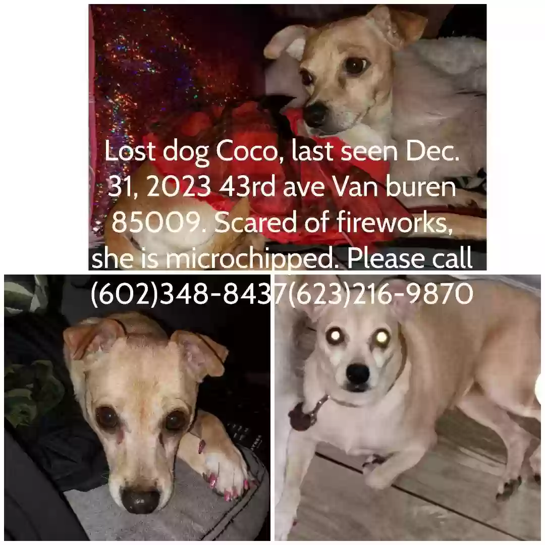 Lost dog in Phoenix, AZ, 85009