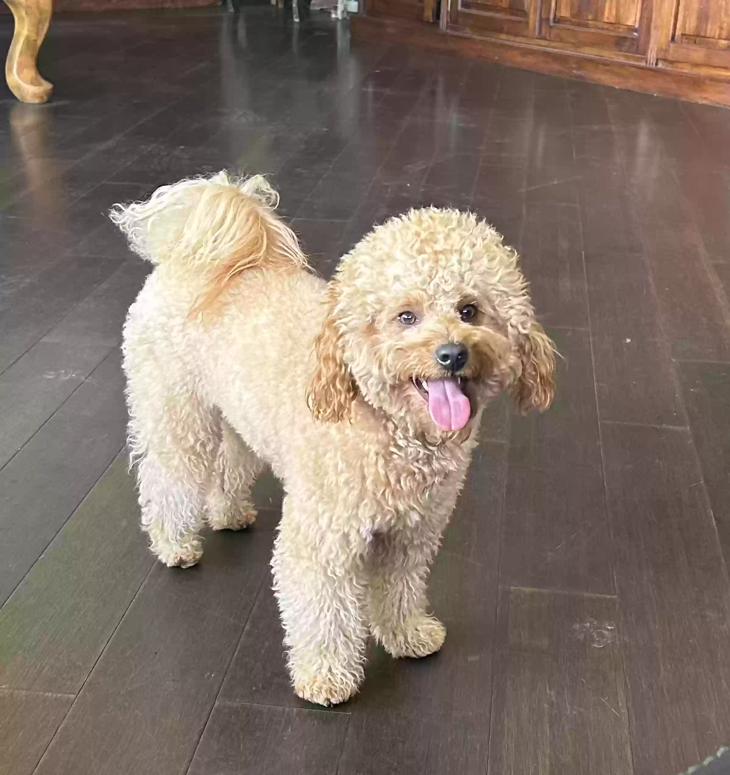 Lost dog in Bonita, CA, 91902