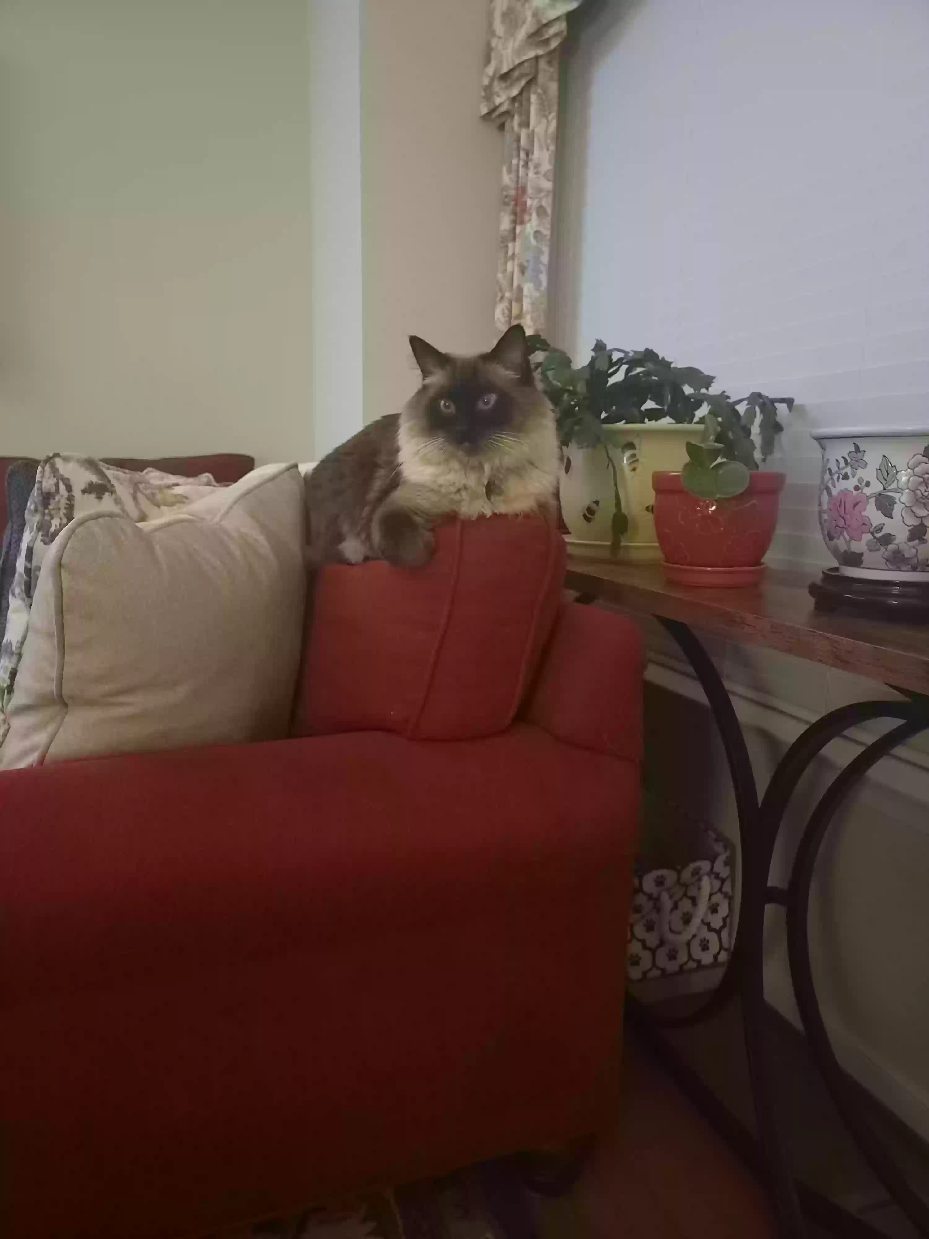 Lost cat in Richmond, VA, 23220