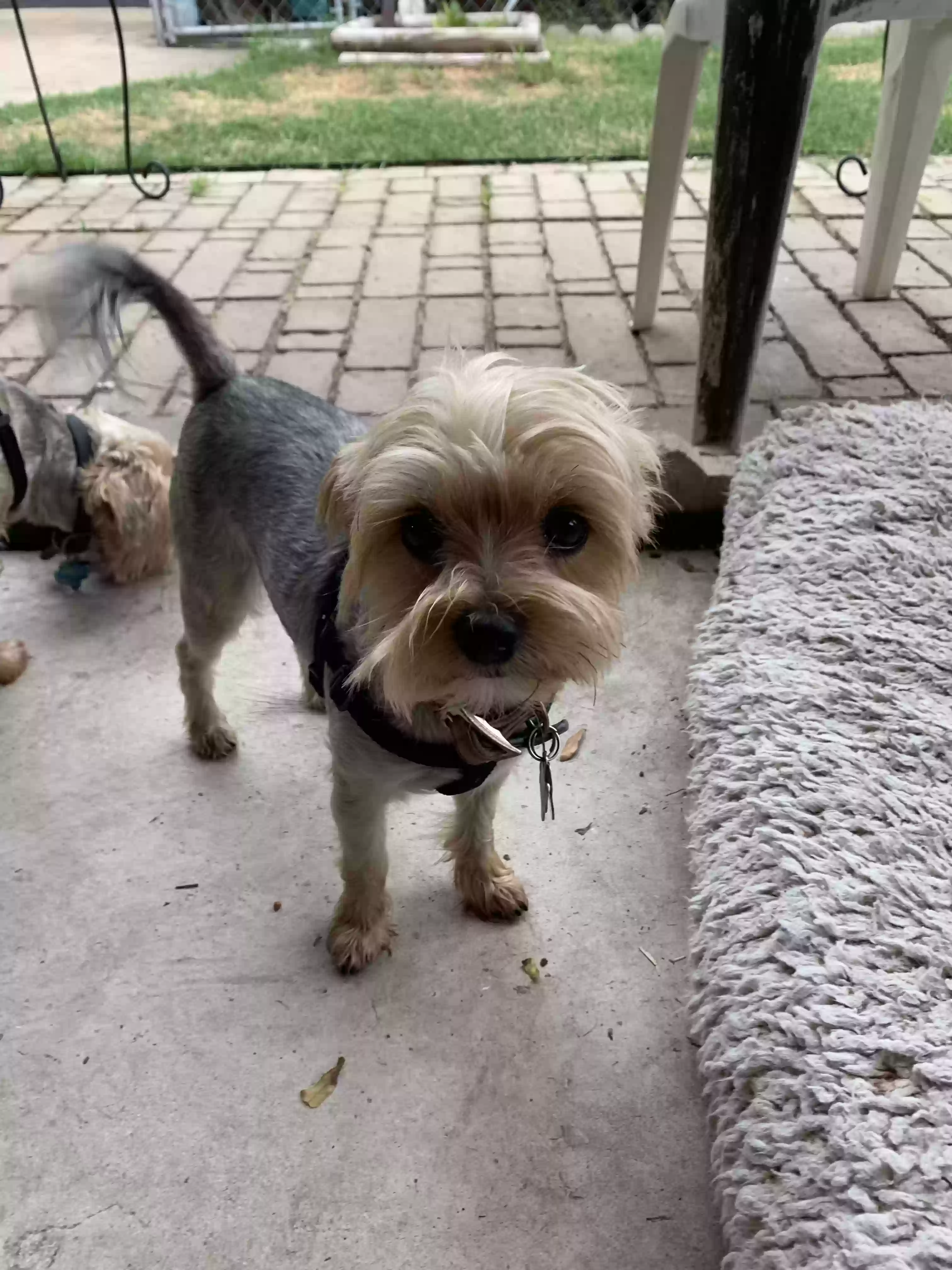 Lost dog in San Antonio, TX, 78228