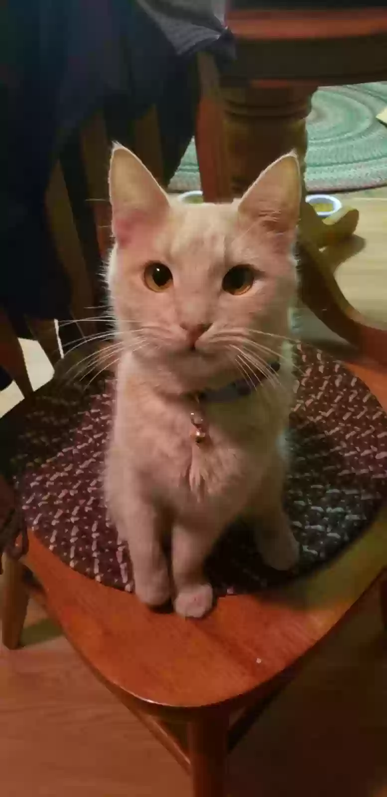 Lost cat in Cocoa Beach, FL, 32931