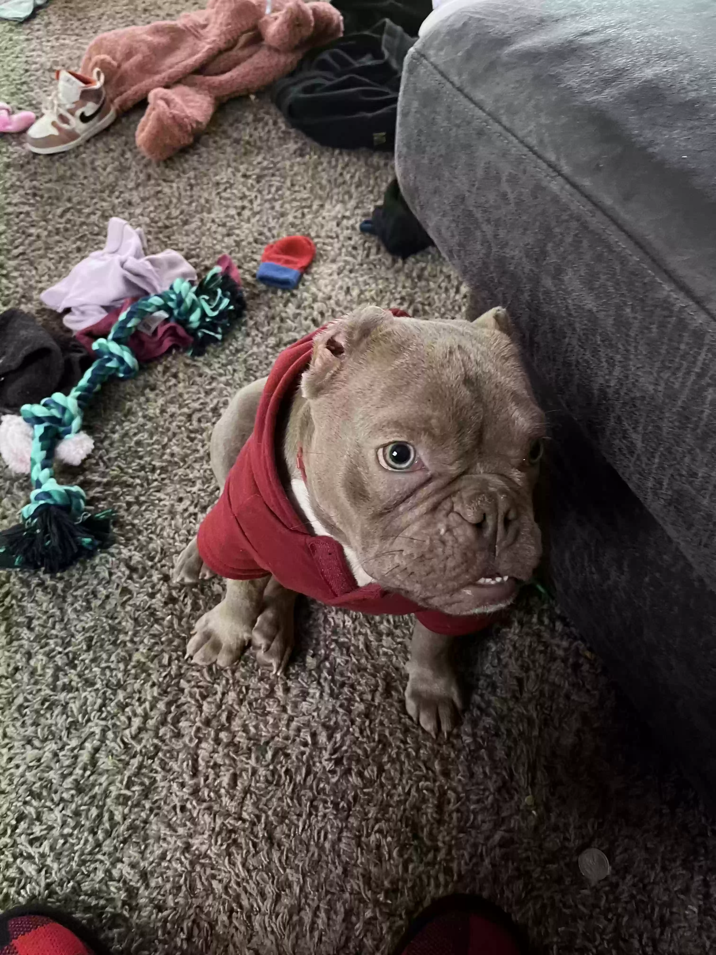 Lost dog in Cincinnati, OH, 45238