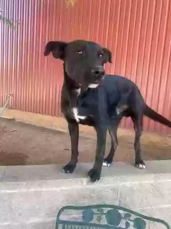 Found dog in Tucson, AZ, 85713